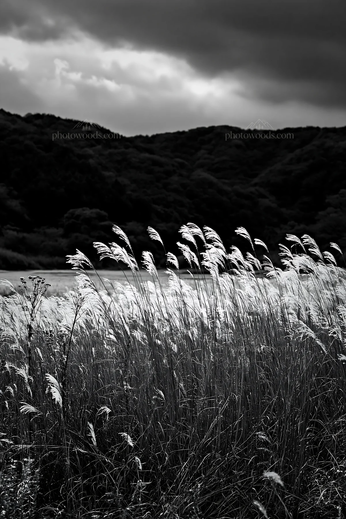 Golden meadow with seedheads in Okayama - AI-generated stock image