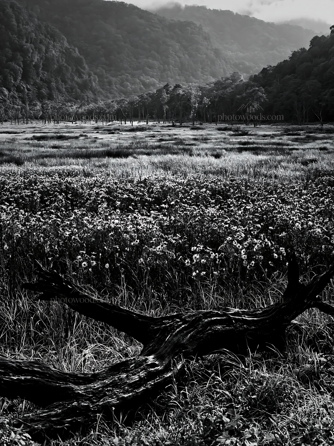 Black and white yamagata rewilded meadow fallen branch foreground - AI-generated stock image
