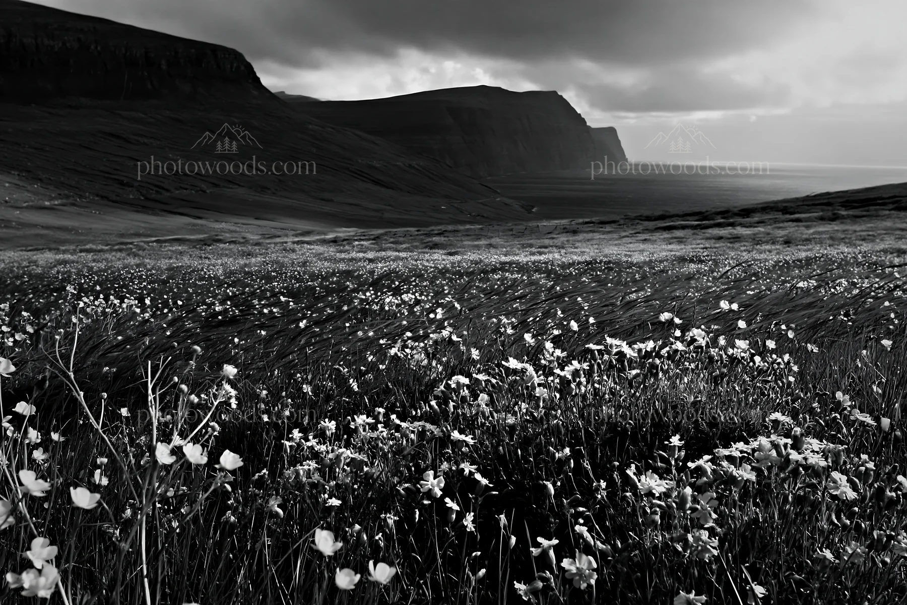 Meadow in rolling valley with cliffs by the ocean - AI-generated stock image