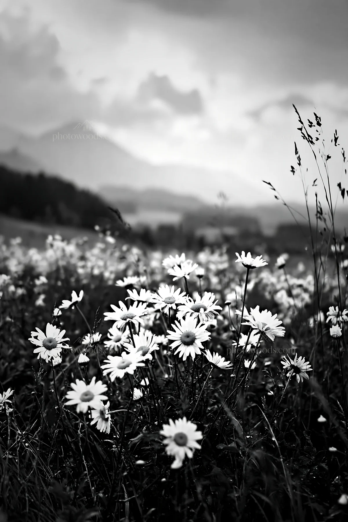 Rainy valley meadow with flowers and distant mountains - AI-generated stock image