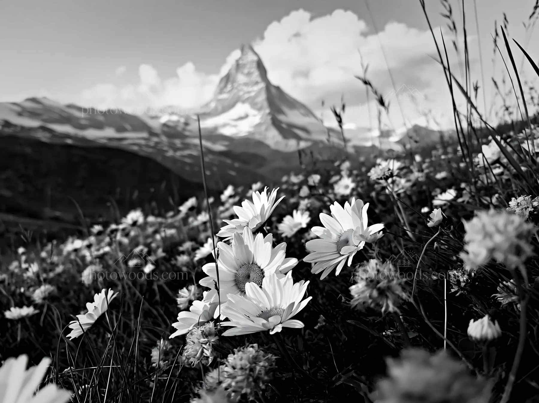 Matterhorn alpine wildflower meadow with daisies and mountains - AI-generated stock image