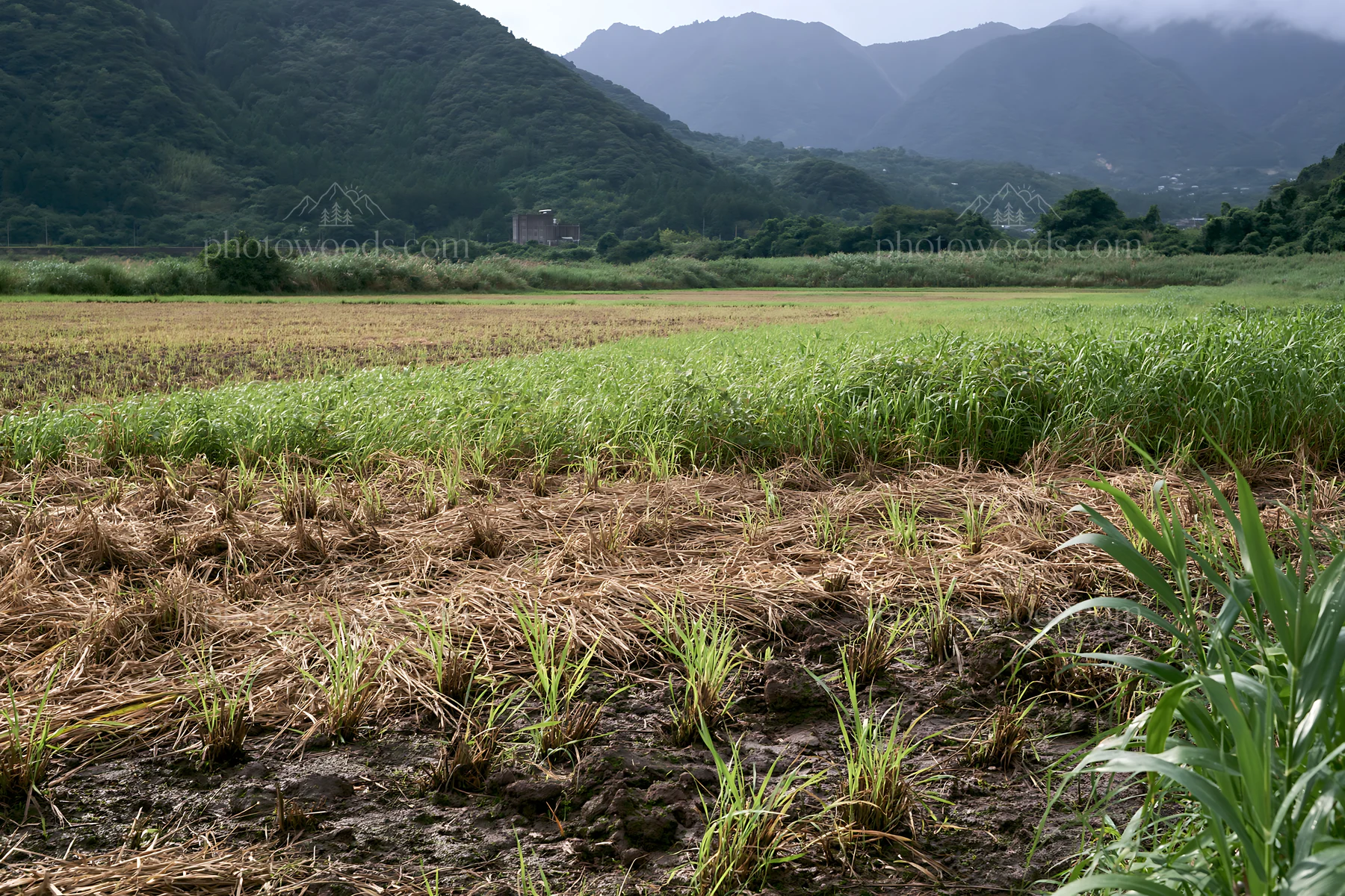 Saga floodplain meadow with reed foreground and mountainous backdrop - AI-generated stock image