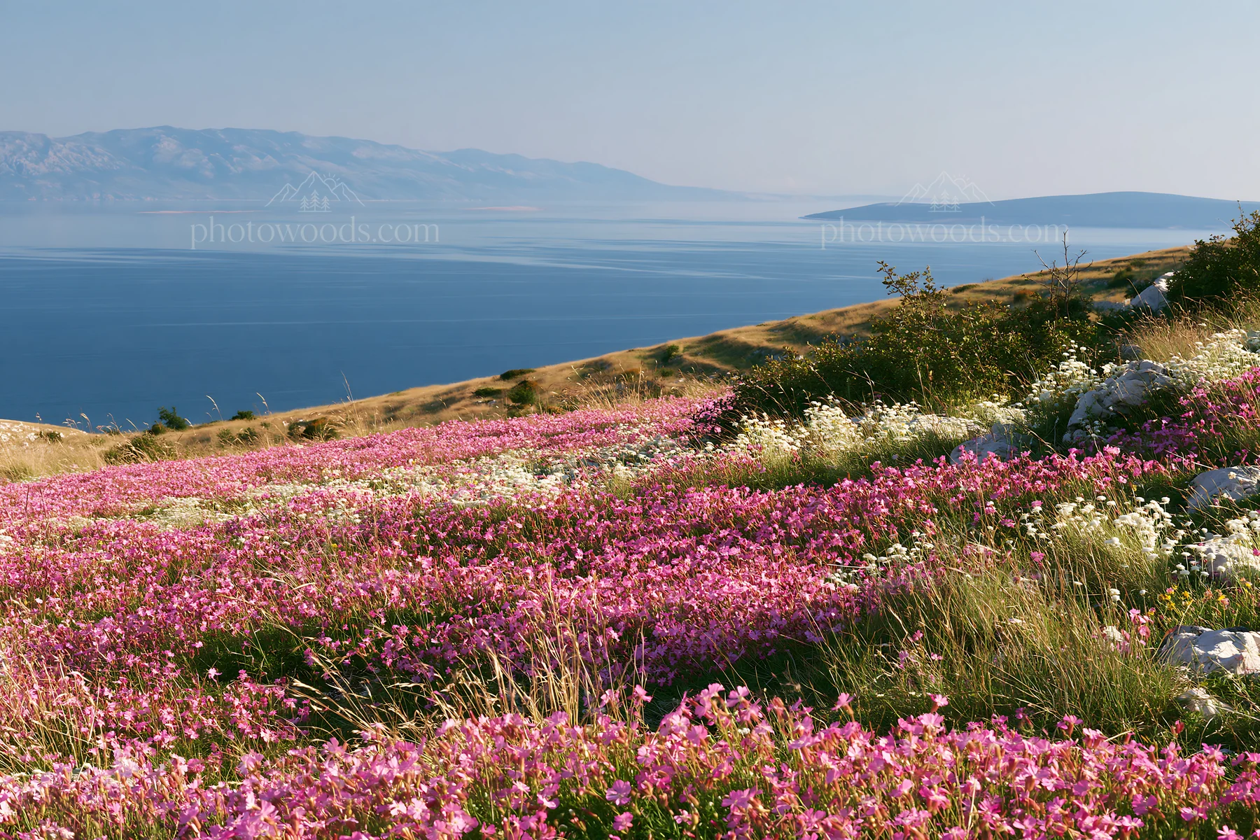 Croatian meadow with flowers above the Adriatic coast - AI-generated stock image