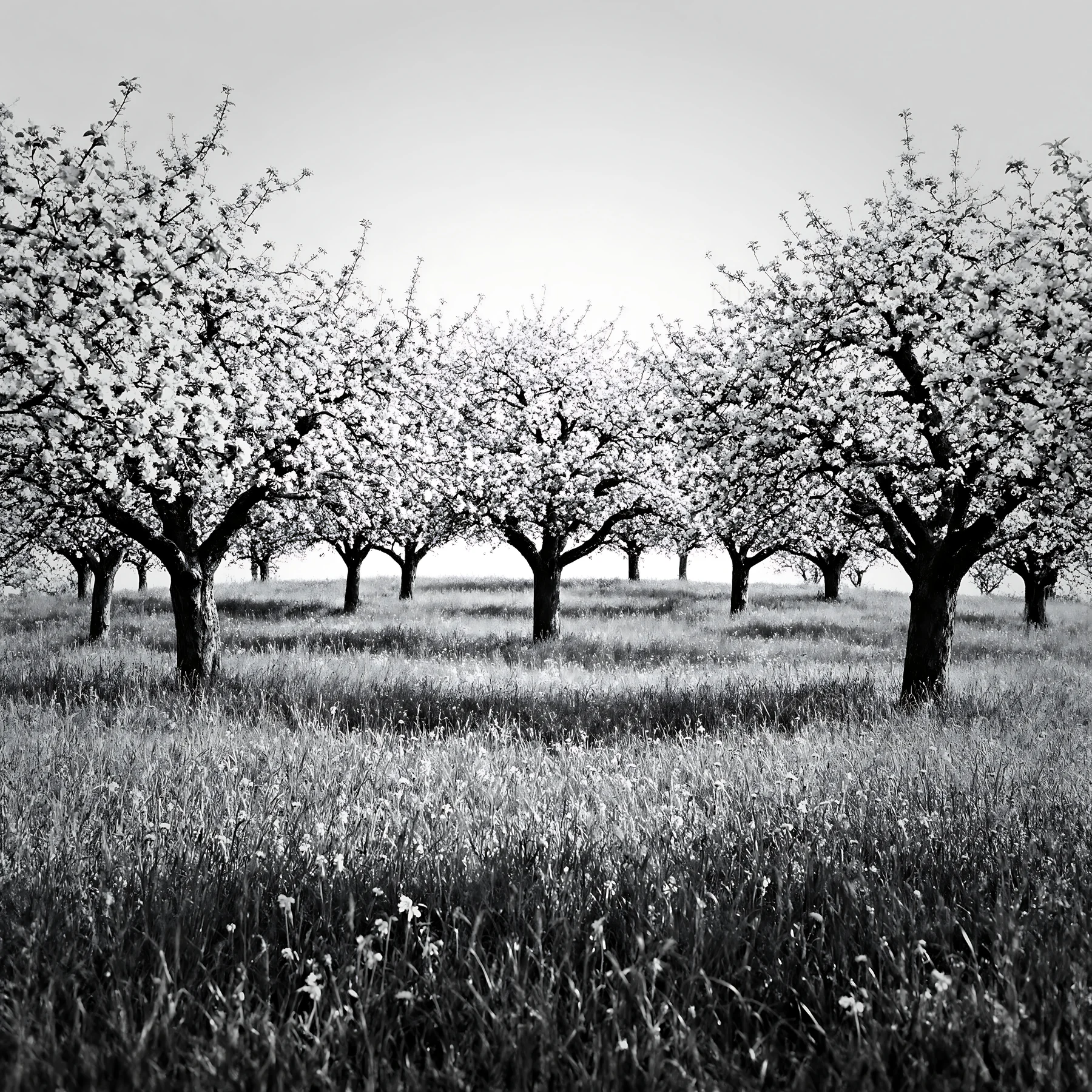 Black and white apple blossom meadow in full bloom with lush green grass - AI-generated stock image