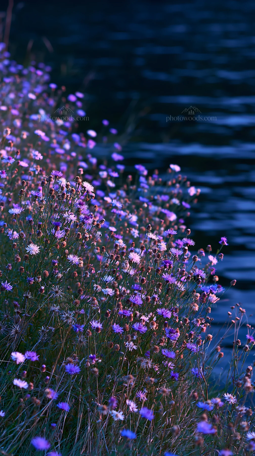 German lakeside meadow with wildflowers near the water - AI-generated stock image