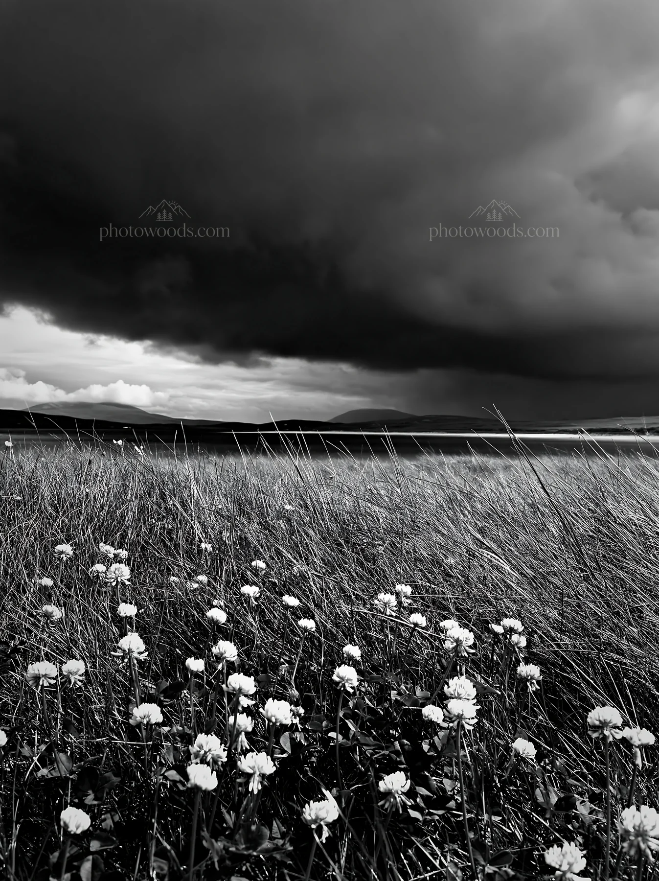Regenerative meadow with flowers under a dark sky - AI-generated stock image