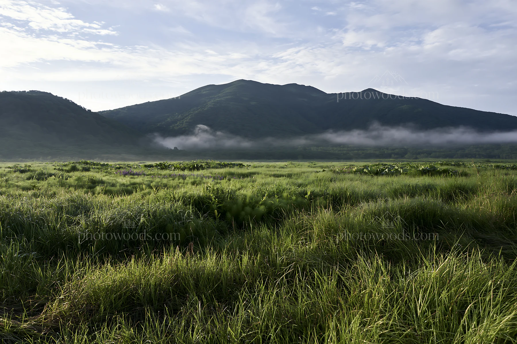 Expansive Hokkaido restoration meadow with dewdrops - AI-generated stock image