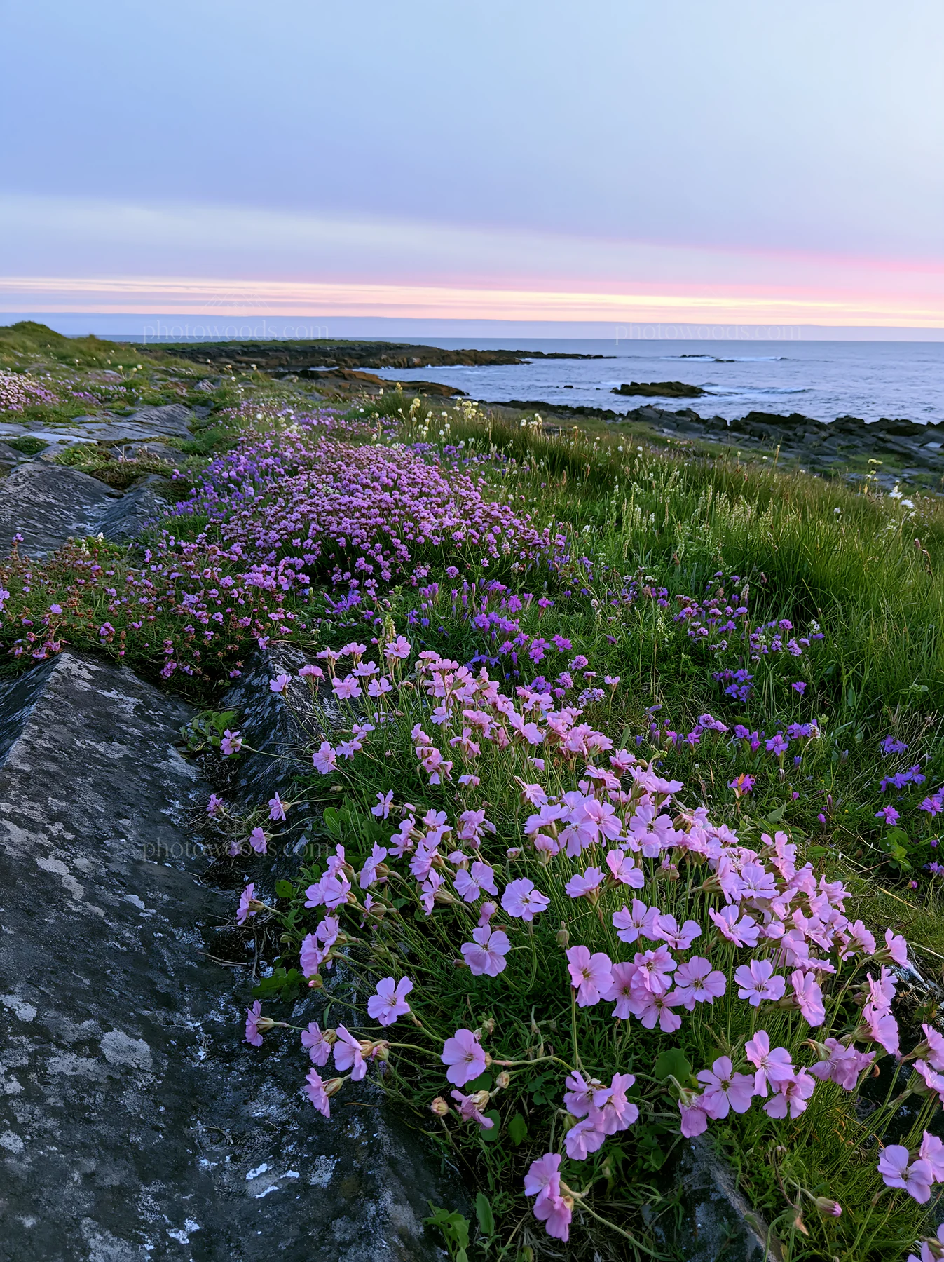 Biodiverse meadow with flowers and coastline at sunset - AI-generated stock image