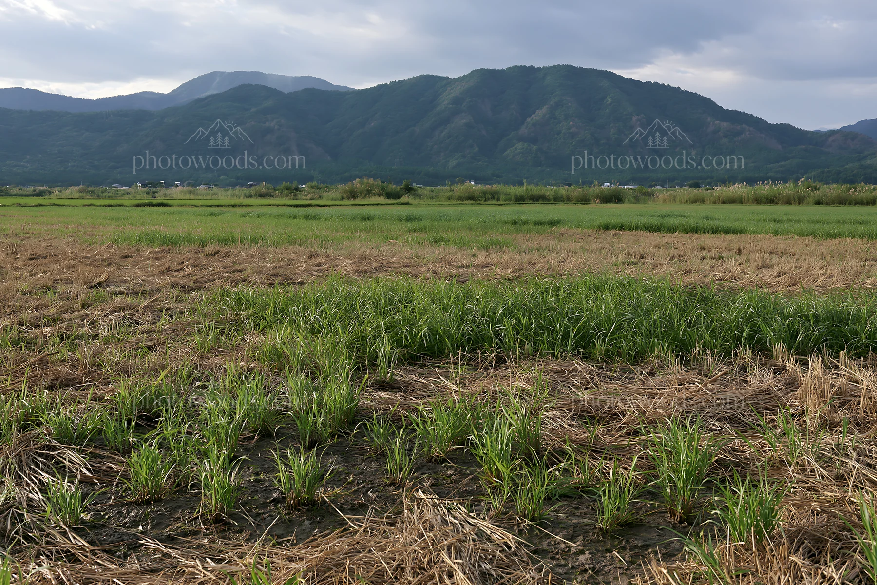 Saga floodplain meadow with reeds and mountains in background - AI-generated stock image