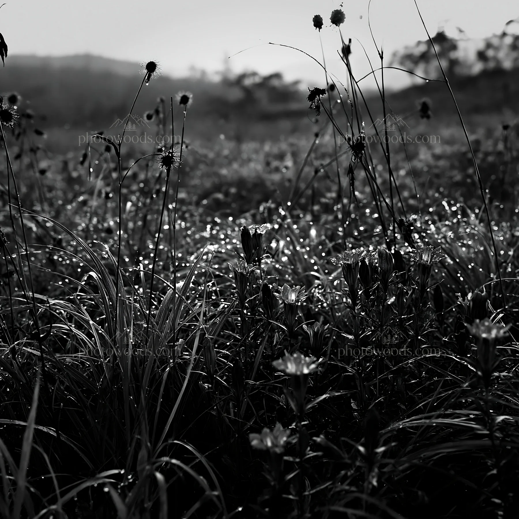 Black and white expansive Hokkaido restoration meadow with dewdrops - AI-generated stock image