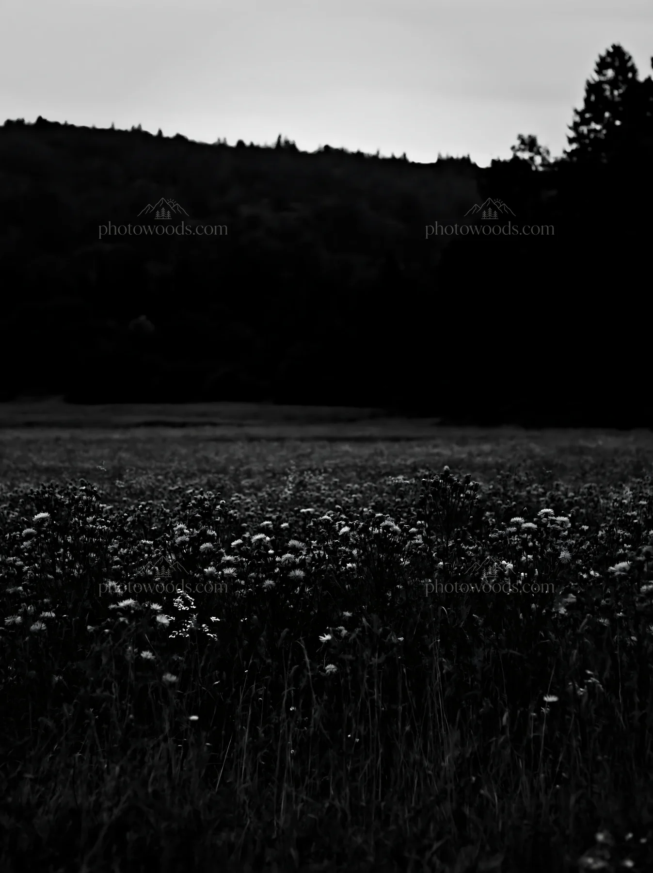 Violet knapweed meadow at dusk with mountains in background - AI-generated stock image