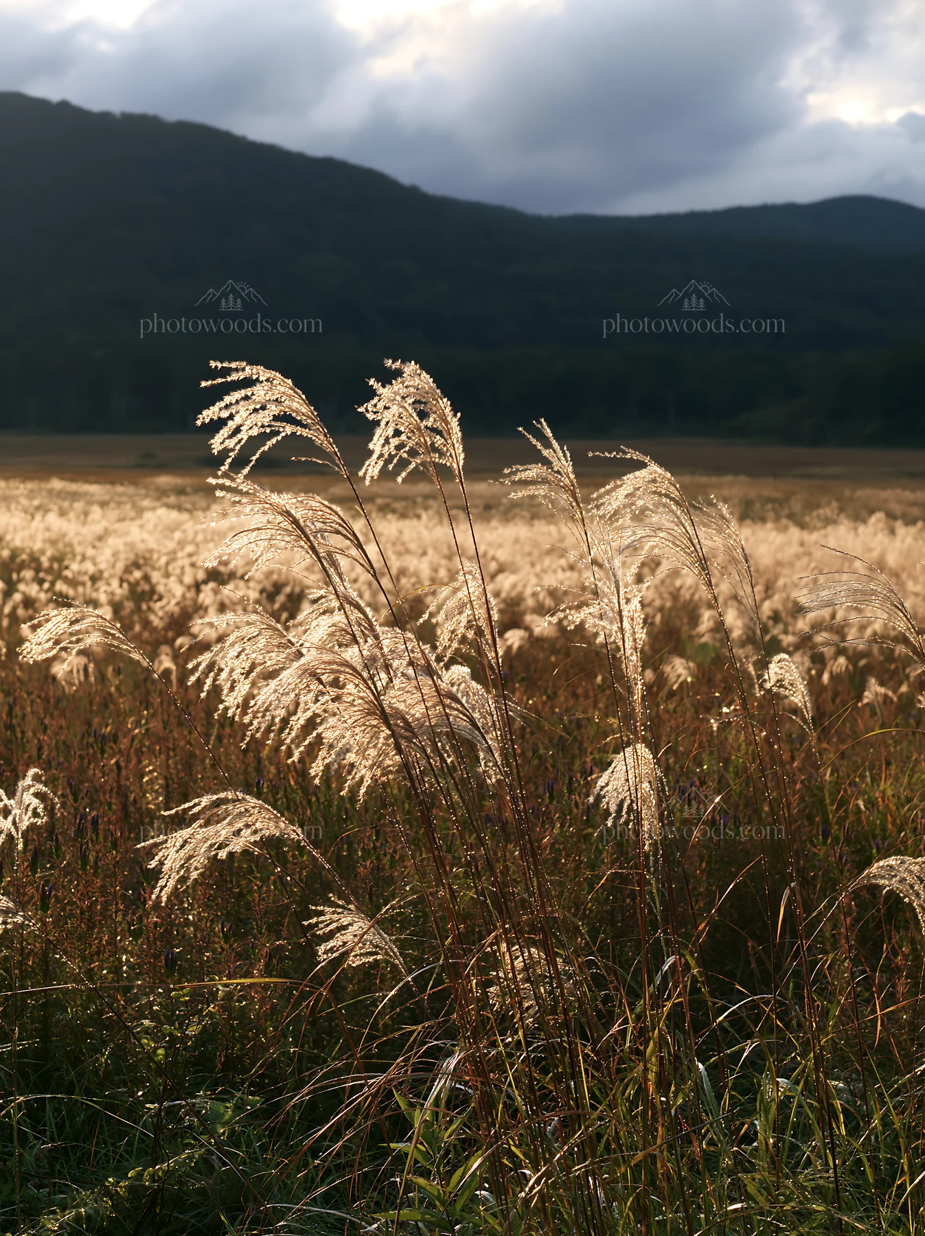 Iwate meadow with seedheads in the foreground after rain - AI-generated stock image
