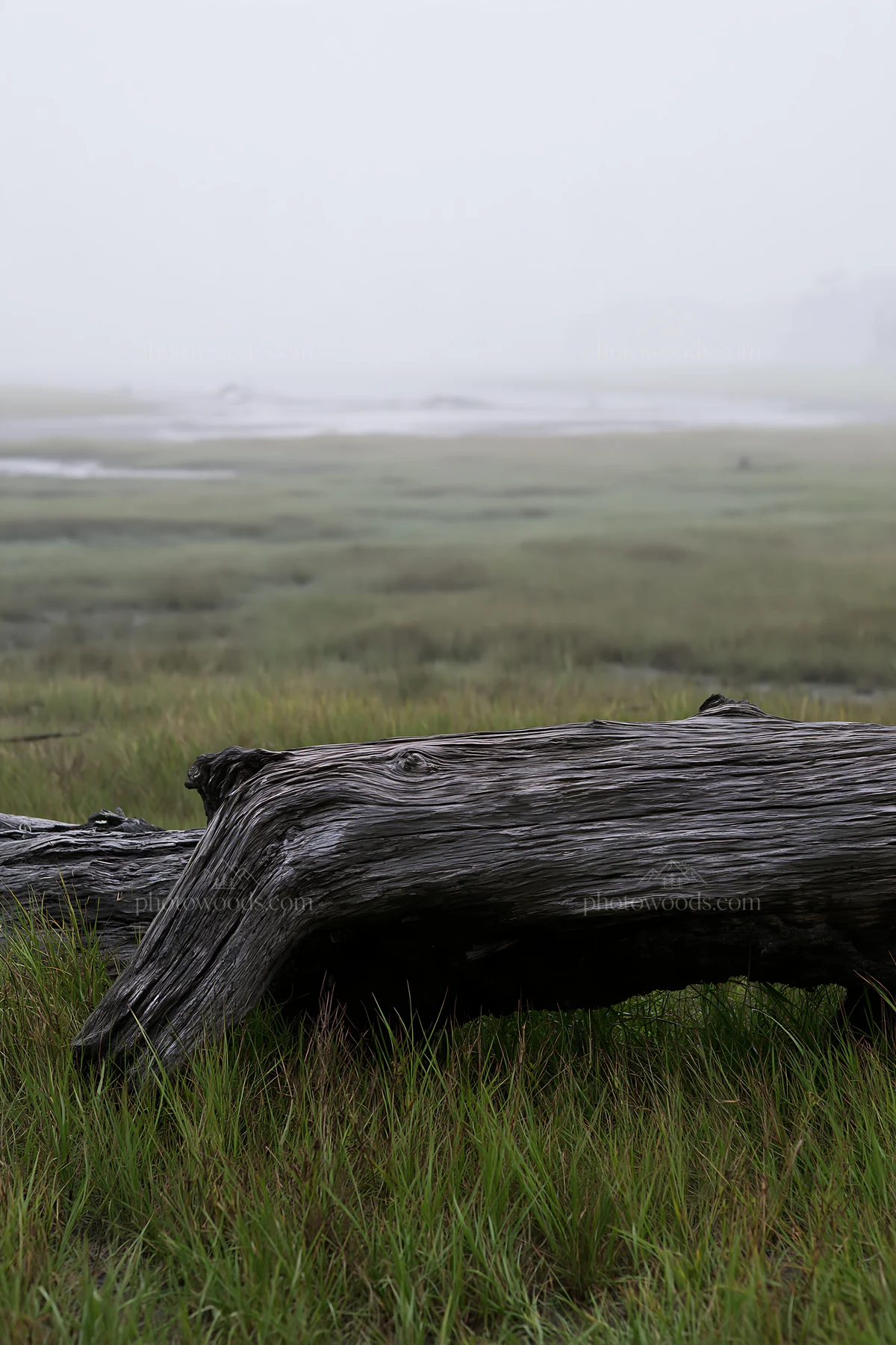 Driftwood in a coastal meadow under foggy weather - AI-generated stock image