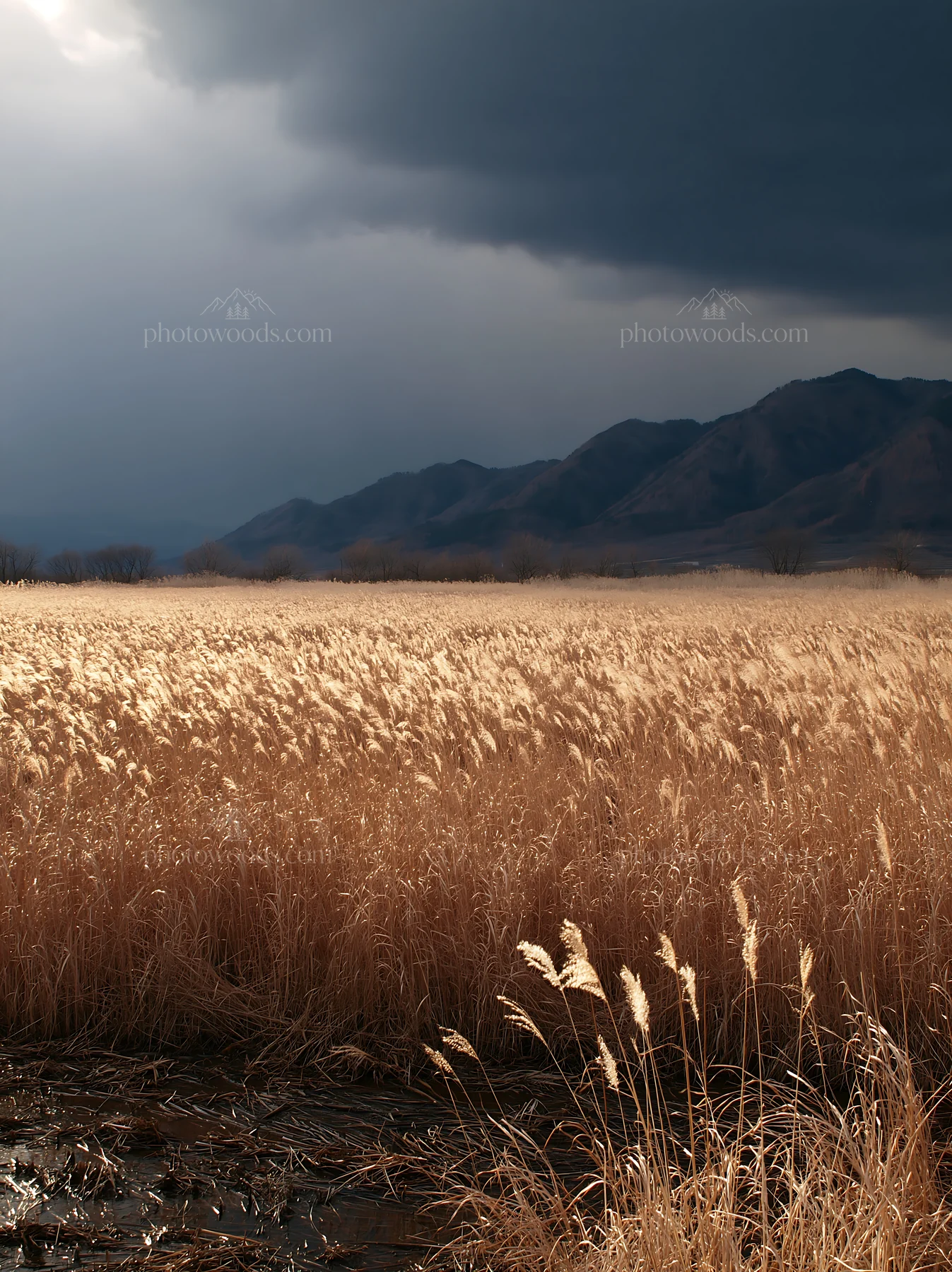 Shiga wetland meadow with reeds and dark sky - AI-generated stock image