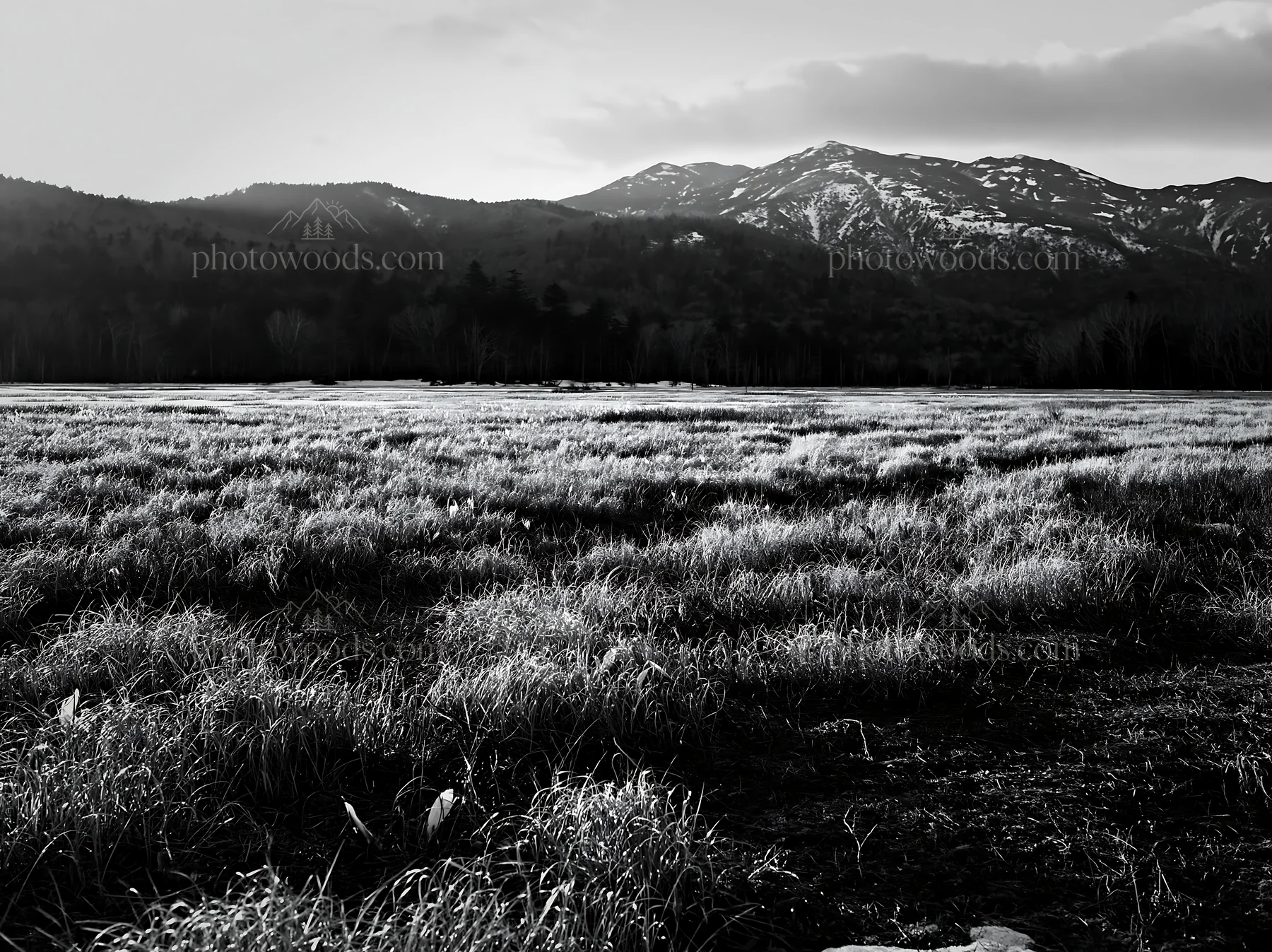 Black and white akita snowmelt meadow with silver grasses during sunset - AI-generated stock image