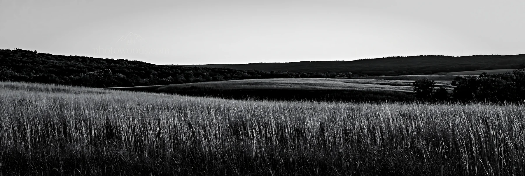 Meadow seedheads backlit at dusk under clear sky - AI-generated stock image