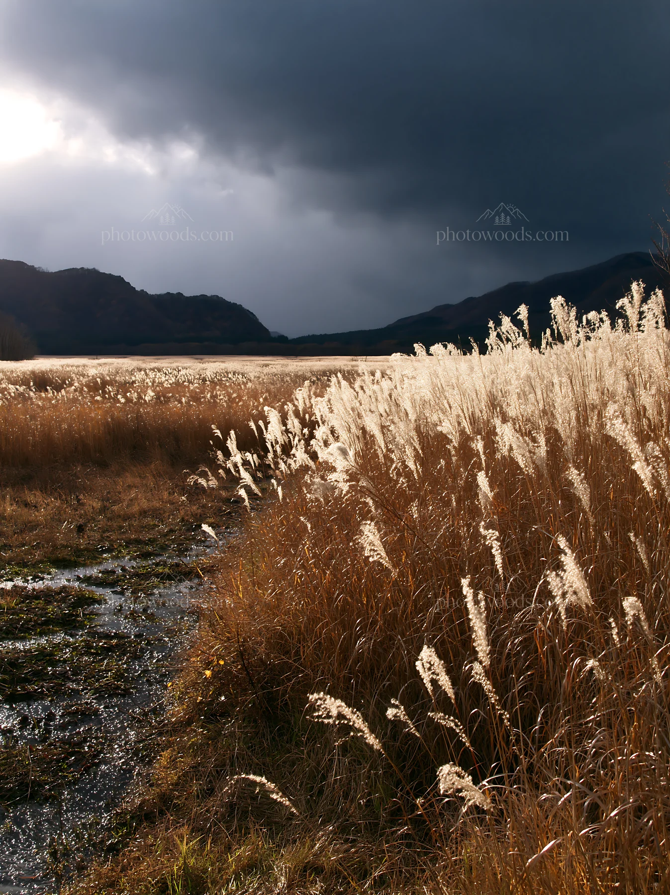 Shiga wetland meadow with reeds under cloudy sky - AI-generated stock image