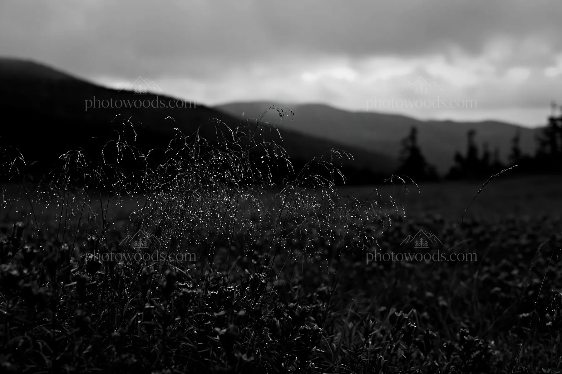 Black and white iwate rain refreshed meadow seedhead foreground - AI-generated stock image