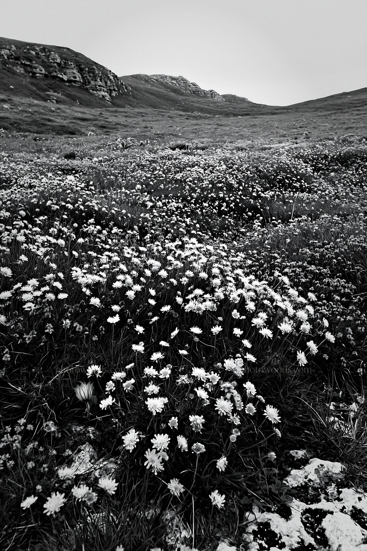 Cloudy meadow with scabious flowers on chalk slope - AI-generated stock image