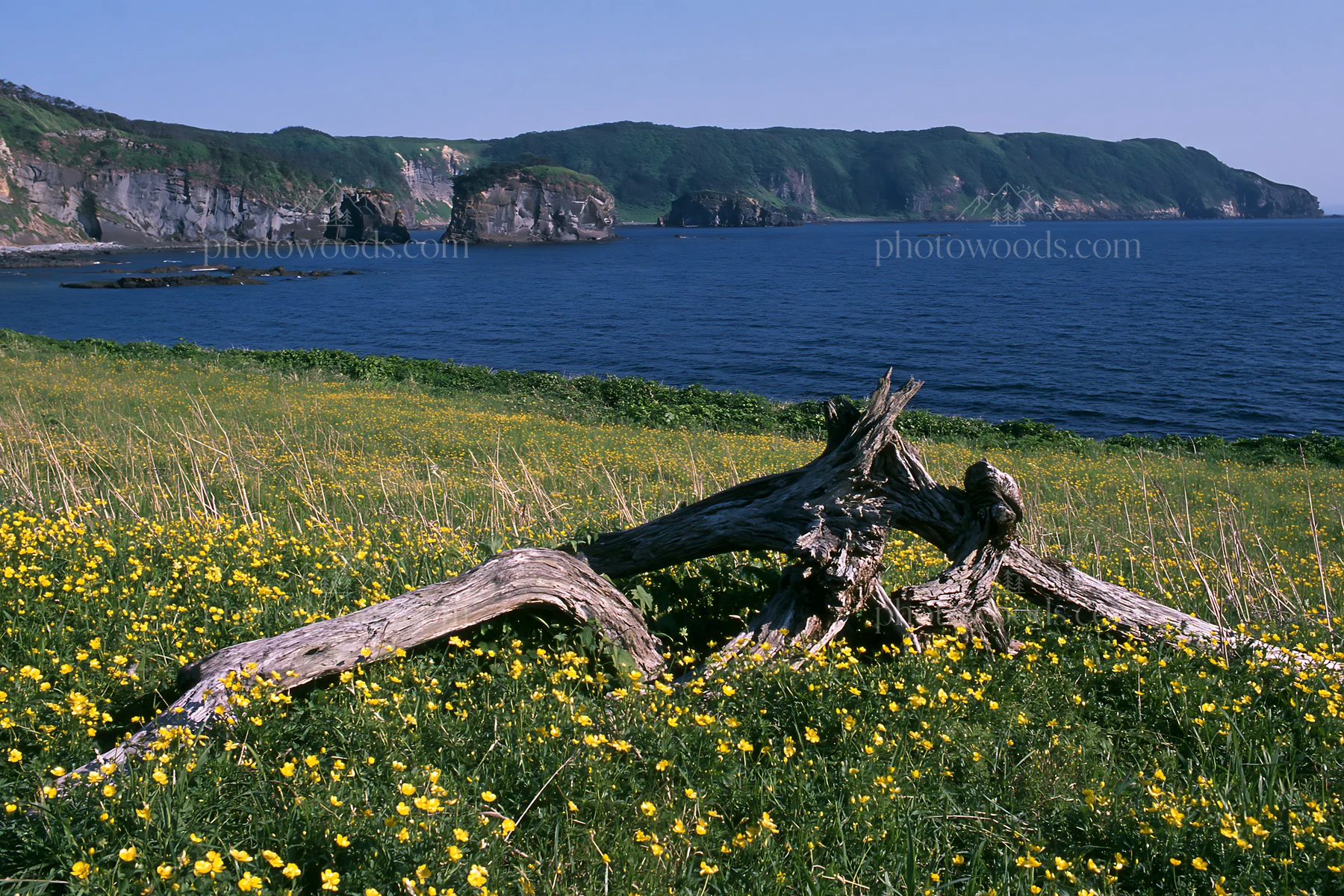 Nagasaki coastal meadow with driftwood and blue ocean view - AI-generated stock image