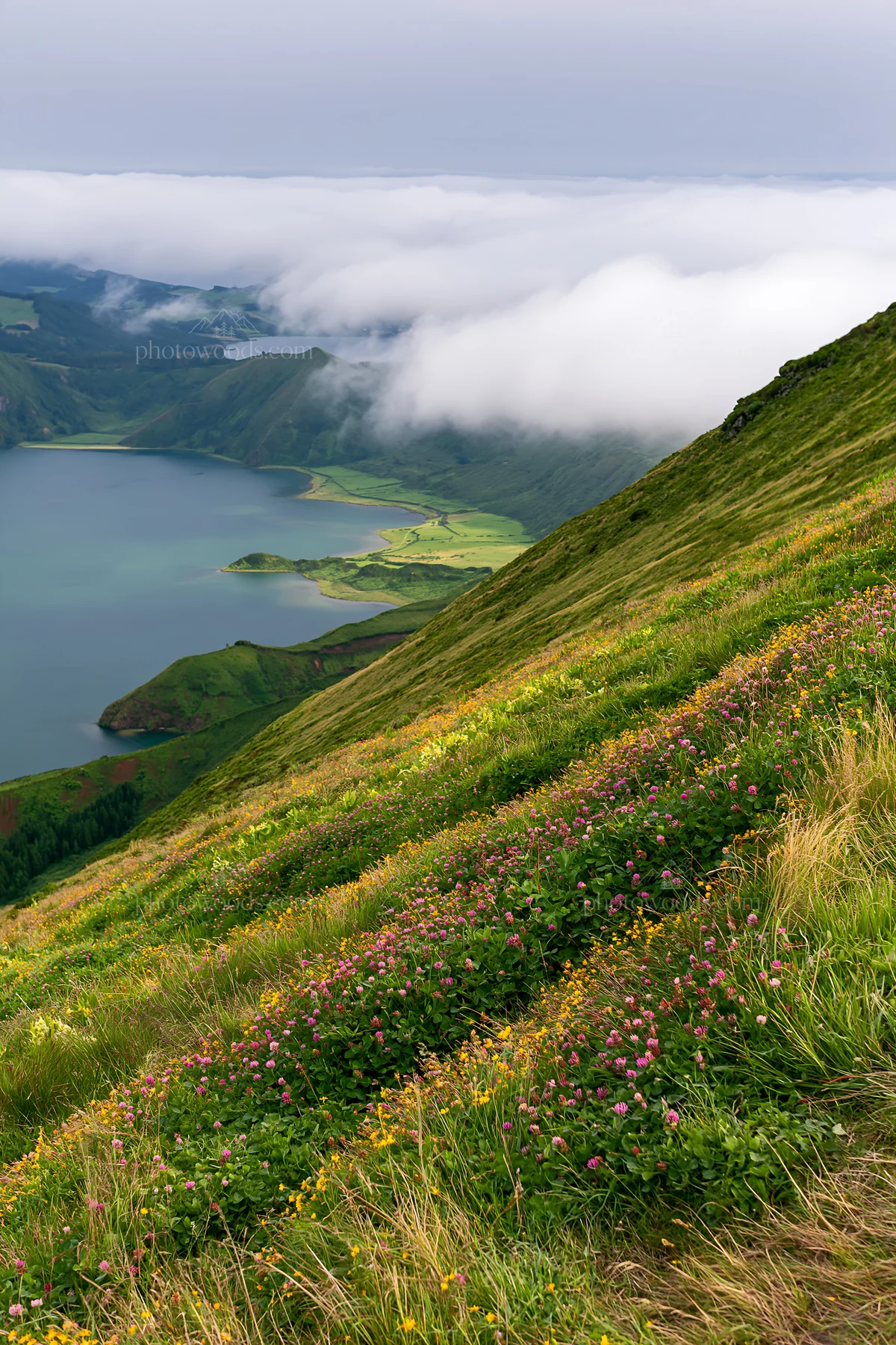 Colorful clover meadow on a hillside near a lake - AI-generated stock image