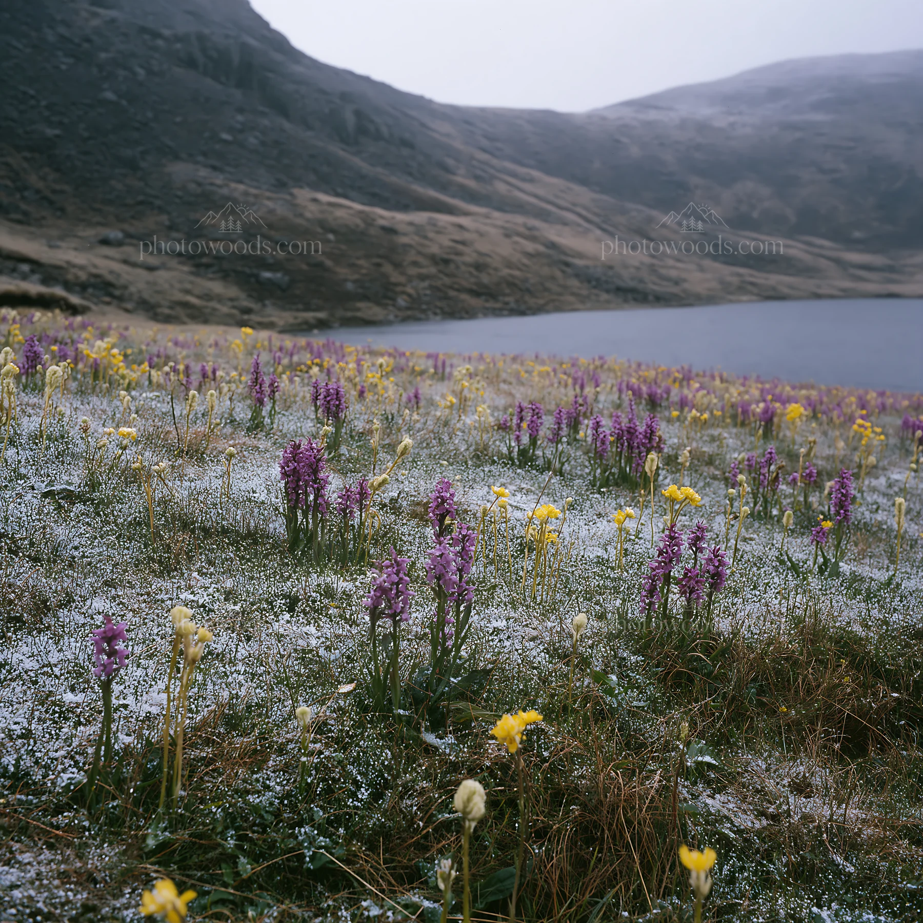 Colorful orchid meadow near a lake in a mountainous area - AI-generated stock image