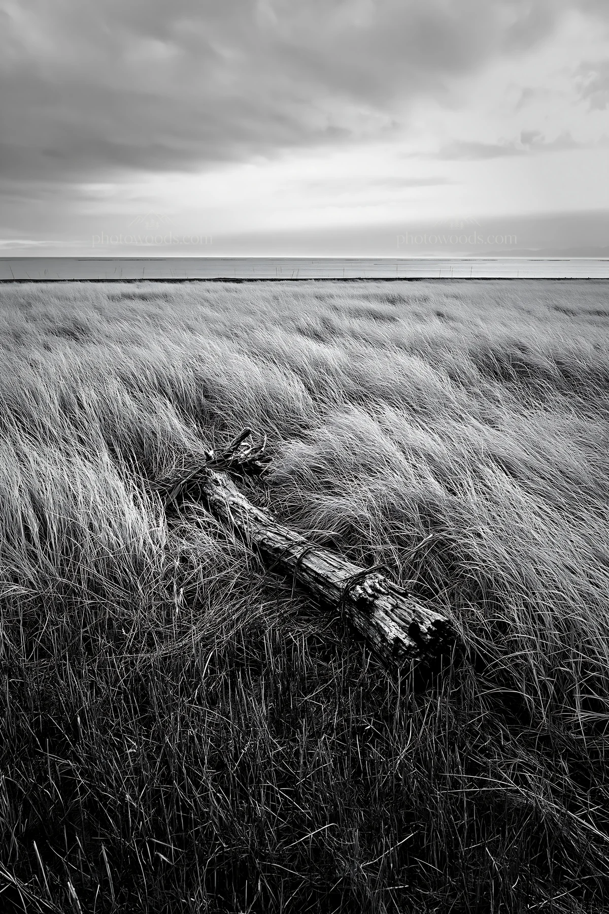 Black and white ishikawa coastal meadow storm washed driftwood on grassland - AI-generated stock image