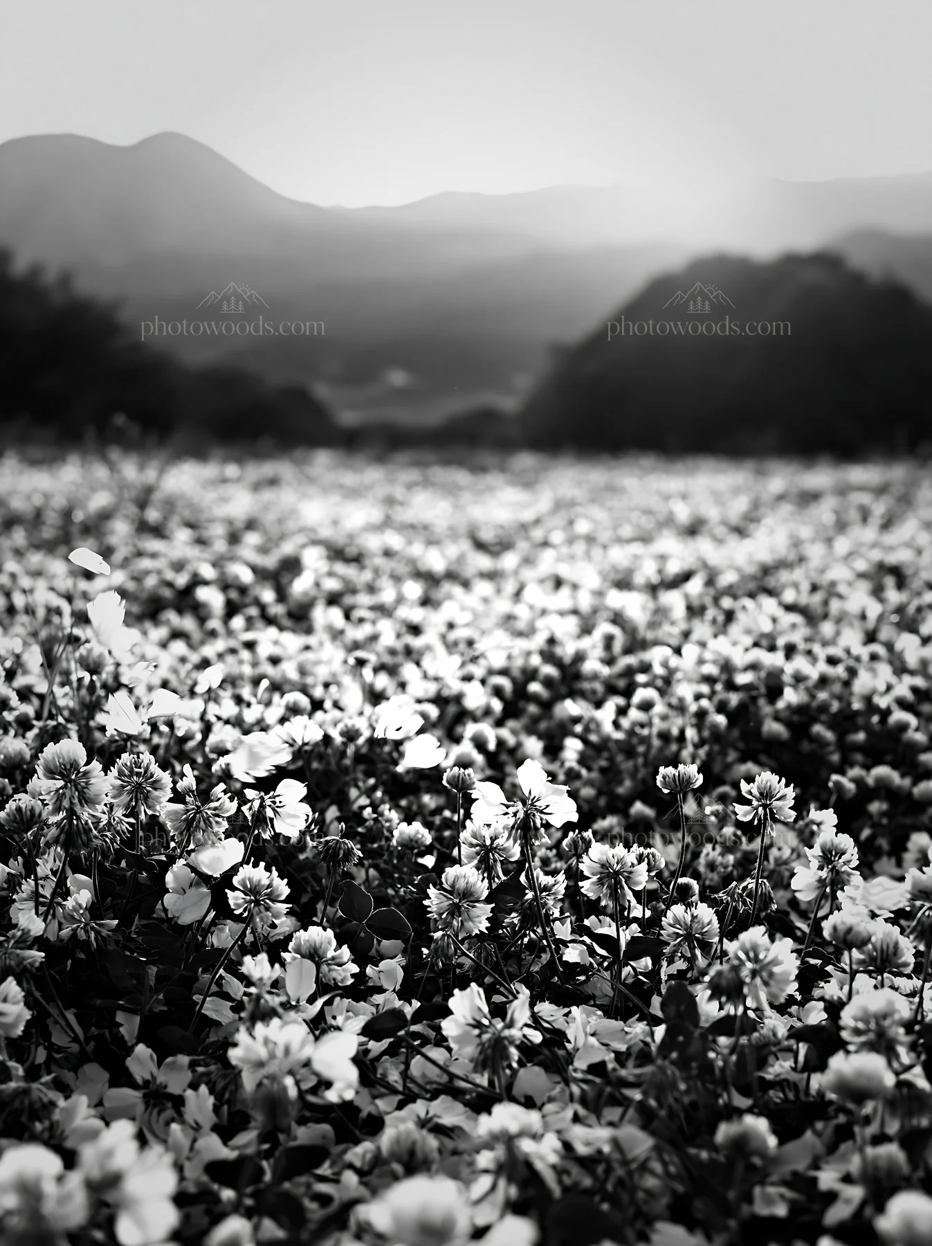 Black and white fukuoka spring meadow fallen blossom foreground - AI-generated stock image
