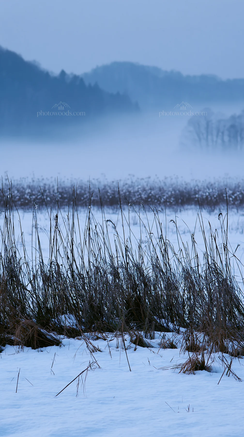 Akita snowmelt meadow with silver grasses in early morning light - AI-generated stock image
