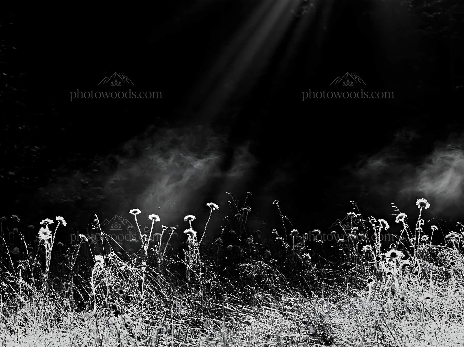 Crepuscular rays shining over a meadow with tall grass - AI-generated stock image