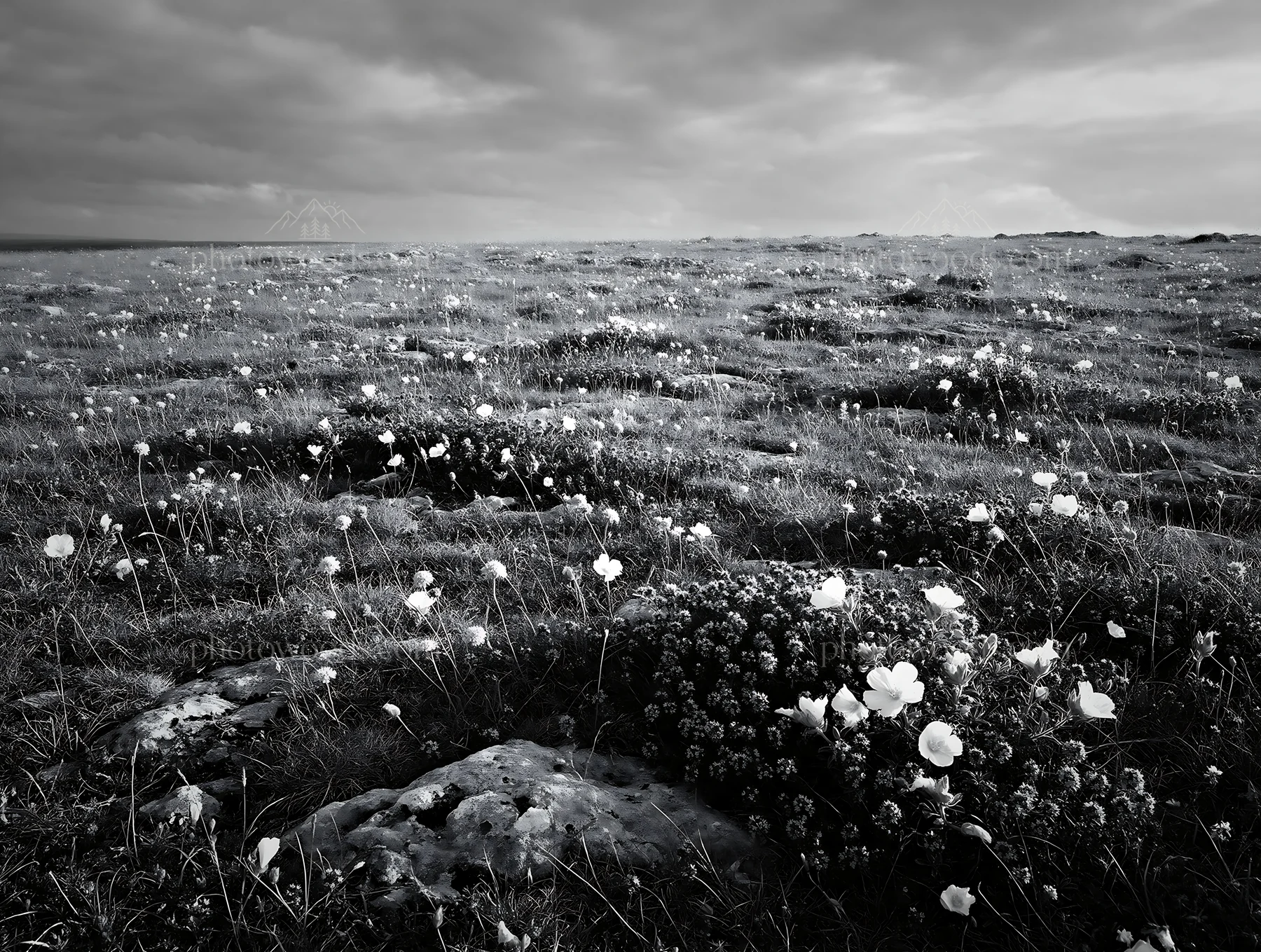 Dry flower meadow under cloudy sky in overcast weather - AI-generated stock image