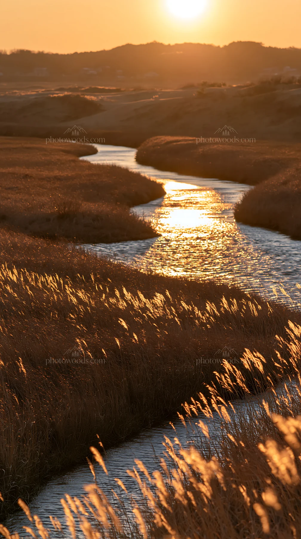 Windy meadow with dune grasses at sunset in Tottori - AI-generated stock image