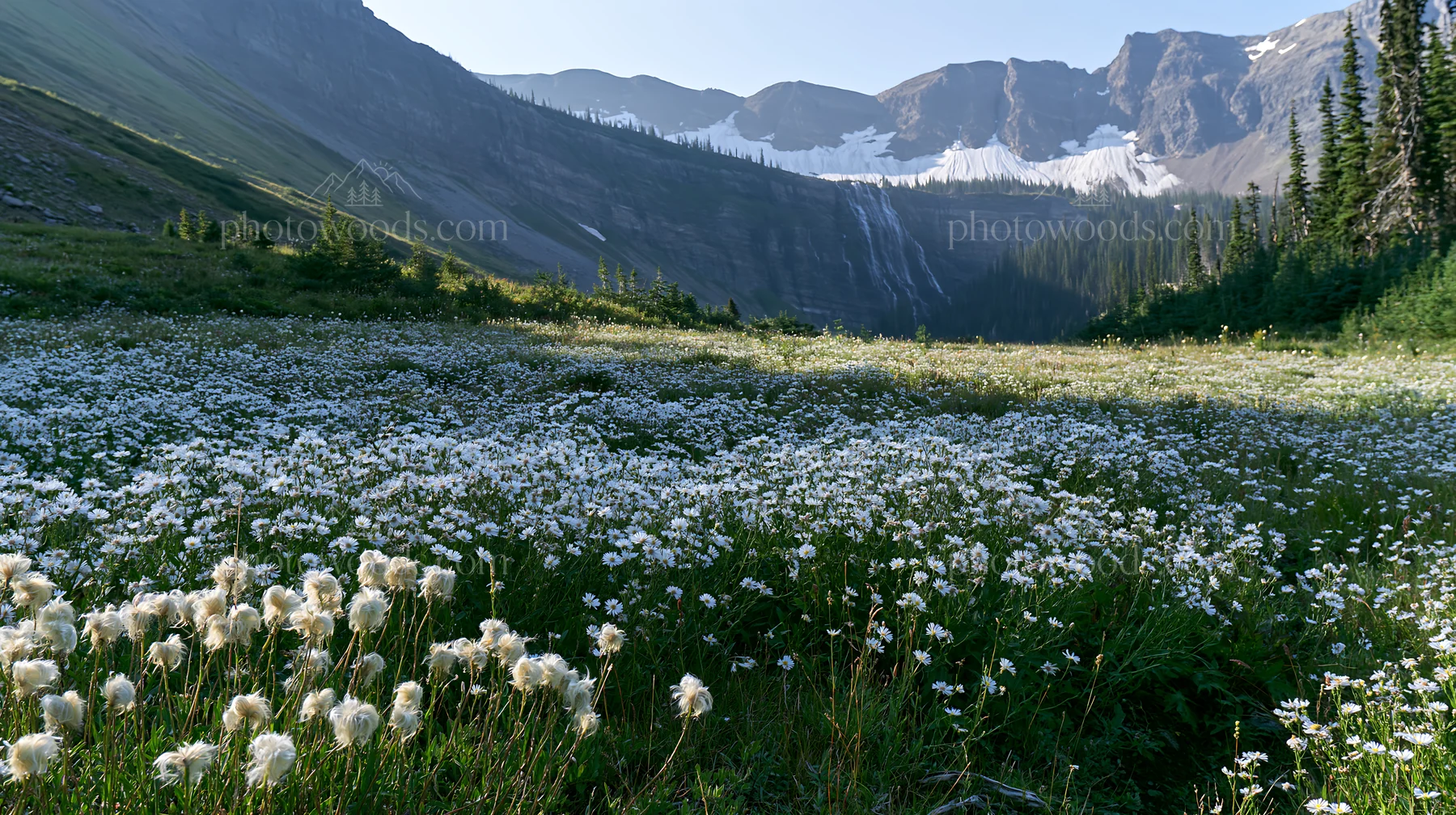 White wildflower meadow below waterfall in mountains - AI-generated stock image