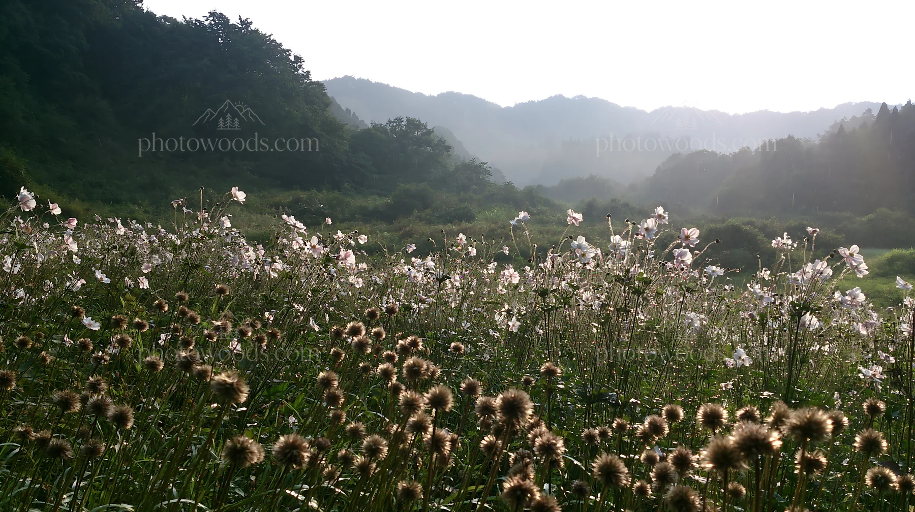 Iwate rain refreshed meadow seedhead foreground - AI-generated stock image