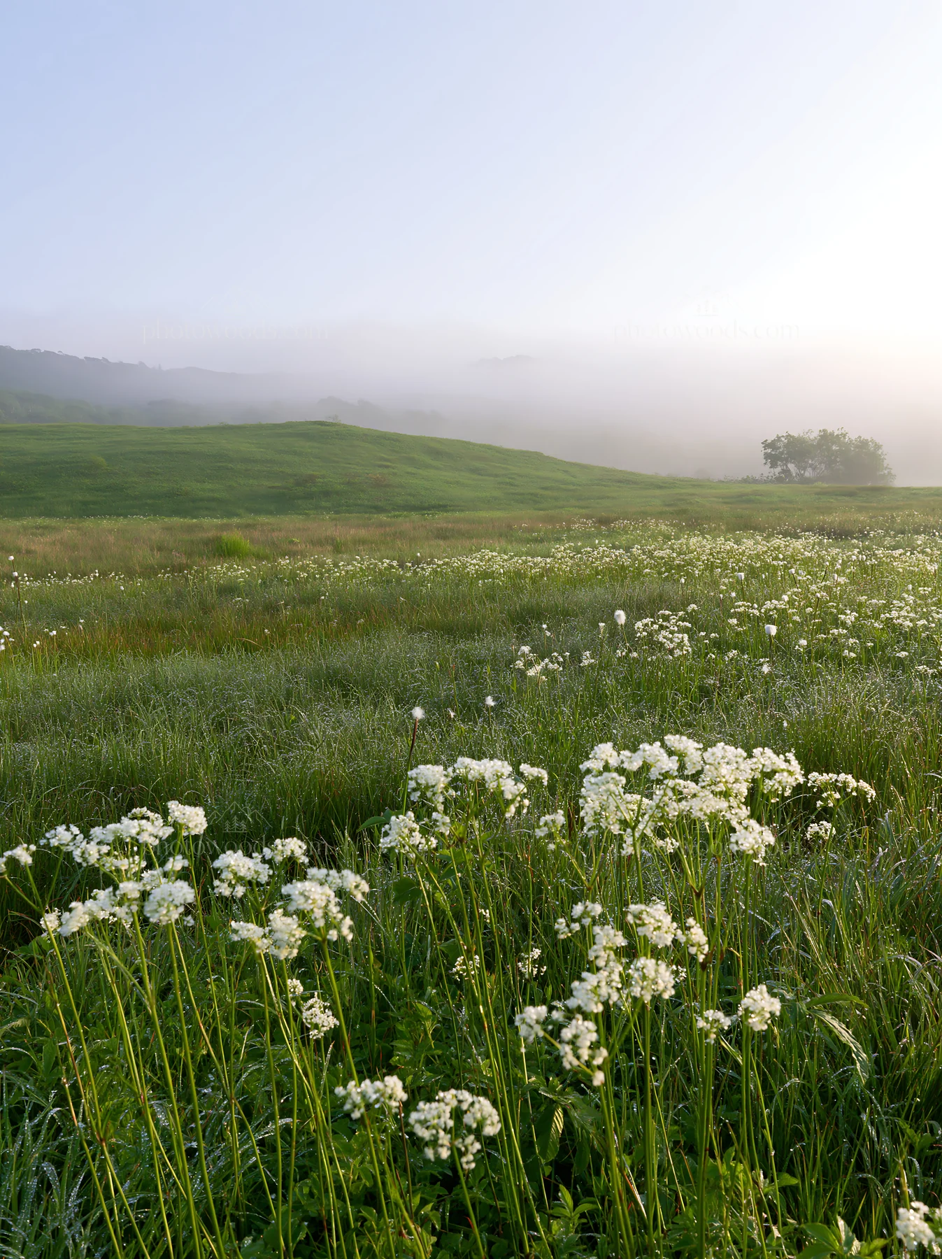 Expansive Hokkaido restoration meadow with dewdrops - AI-generated stock image