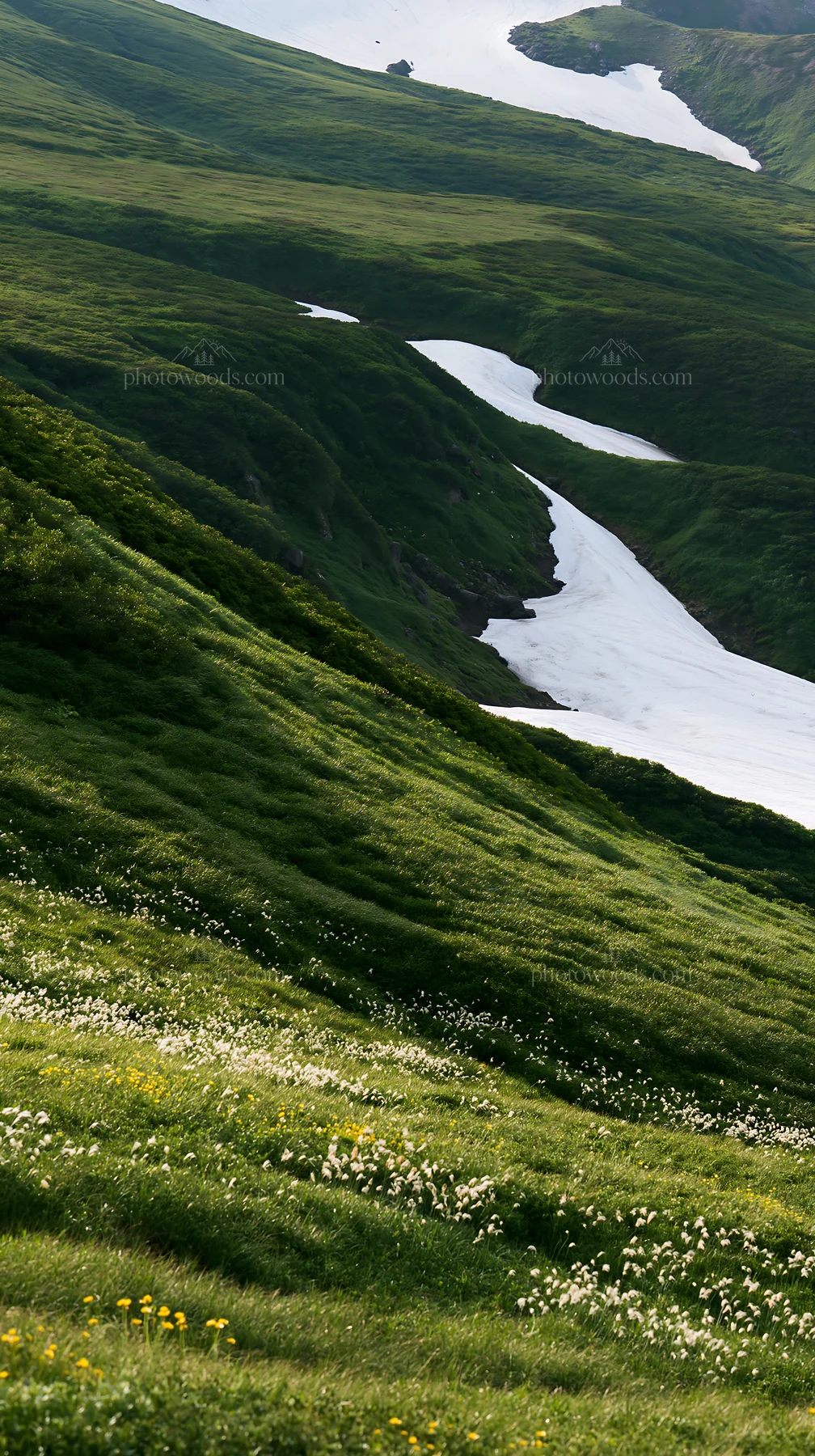 Akita snowmelt meadow with silver grasses in spring - AI-generated stock image
