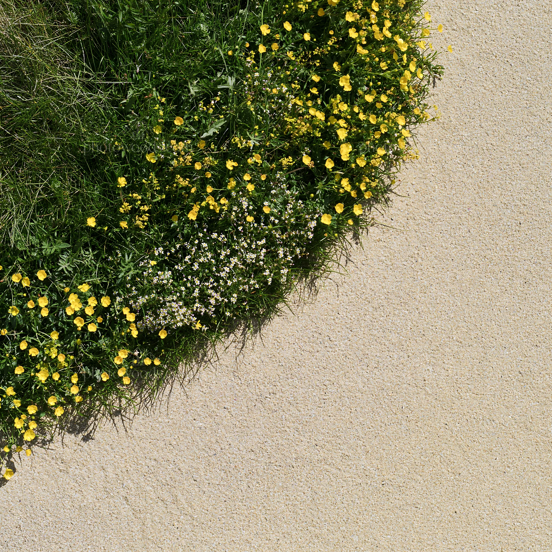 Machair beach meadow with yellow flowers and sandy background - AI-generated stock image