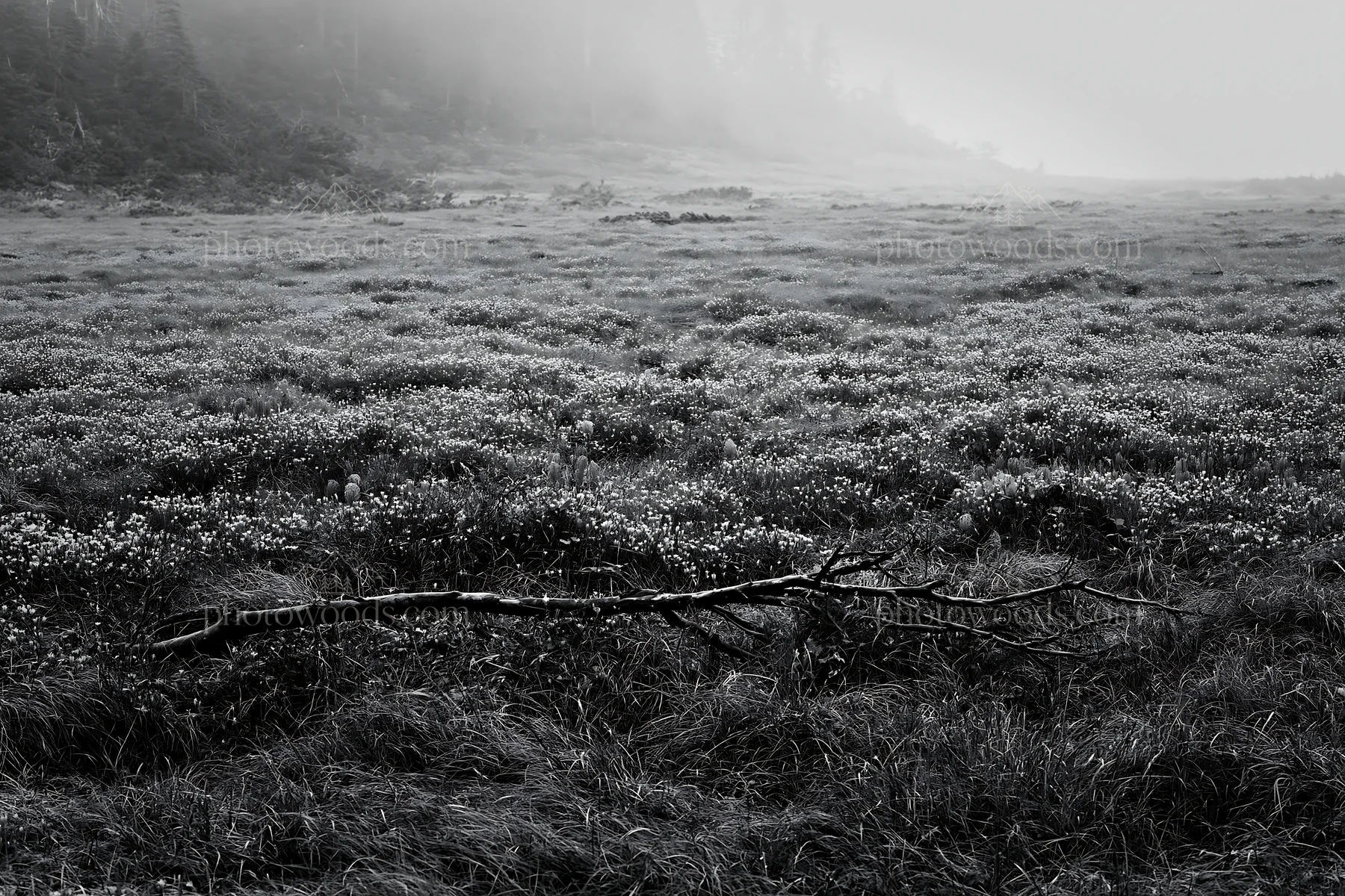 Black and white yamagata rewilded meadow fallen branch in grassy landscape - AI-generated stock image