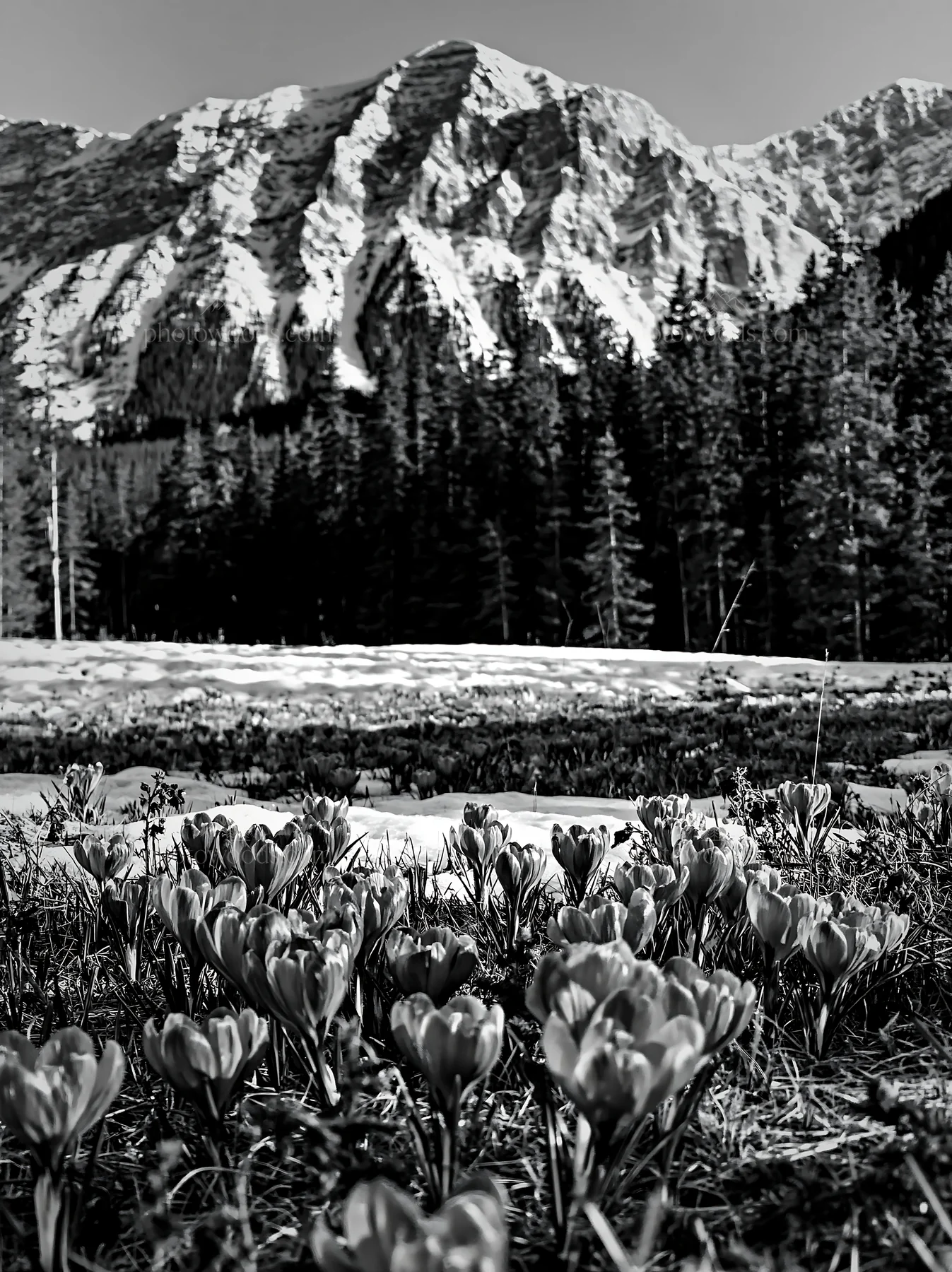Meadow with flowers beneath rocky crags in black and white - AI-generated stock image