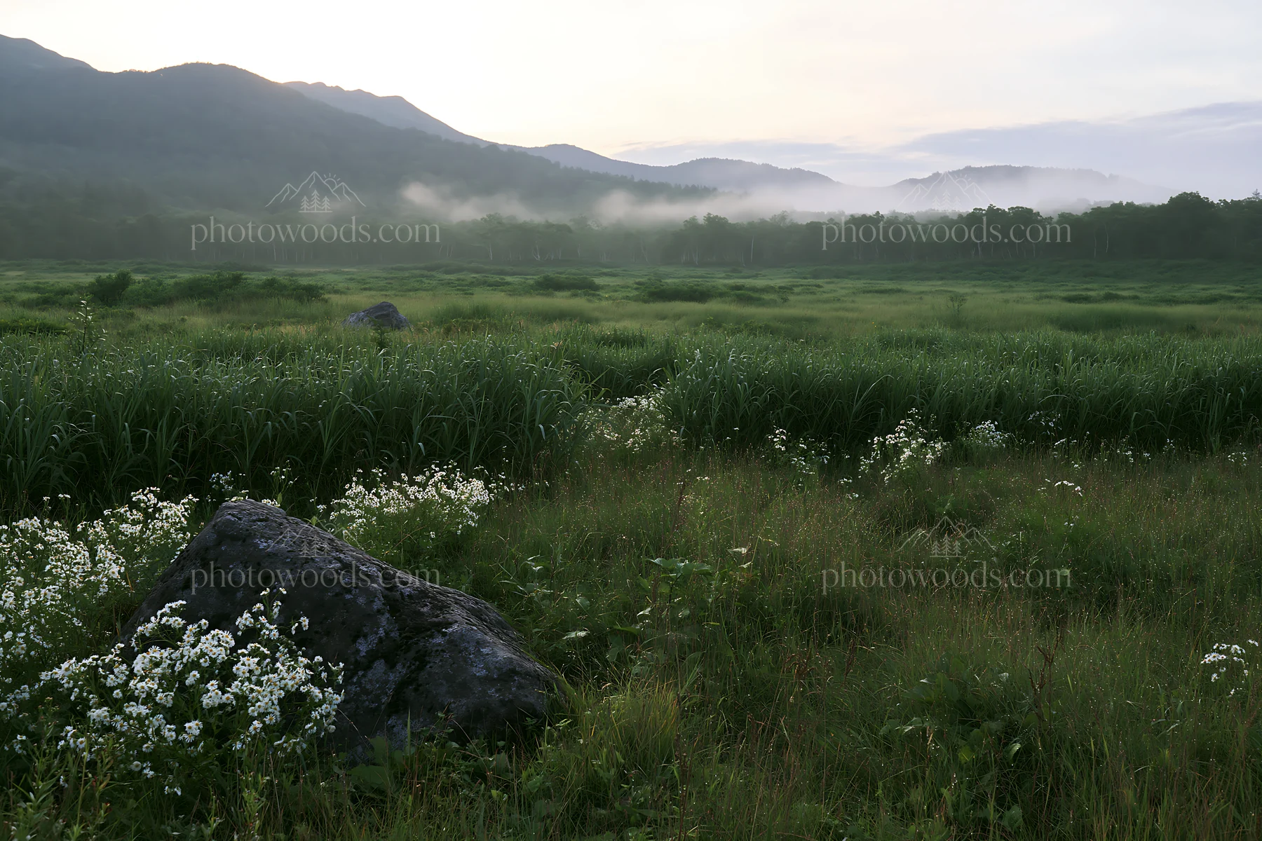 Aomori climate resilient meadow with boulder - AI-generated stock image