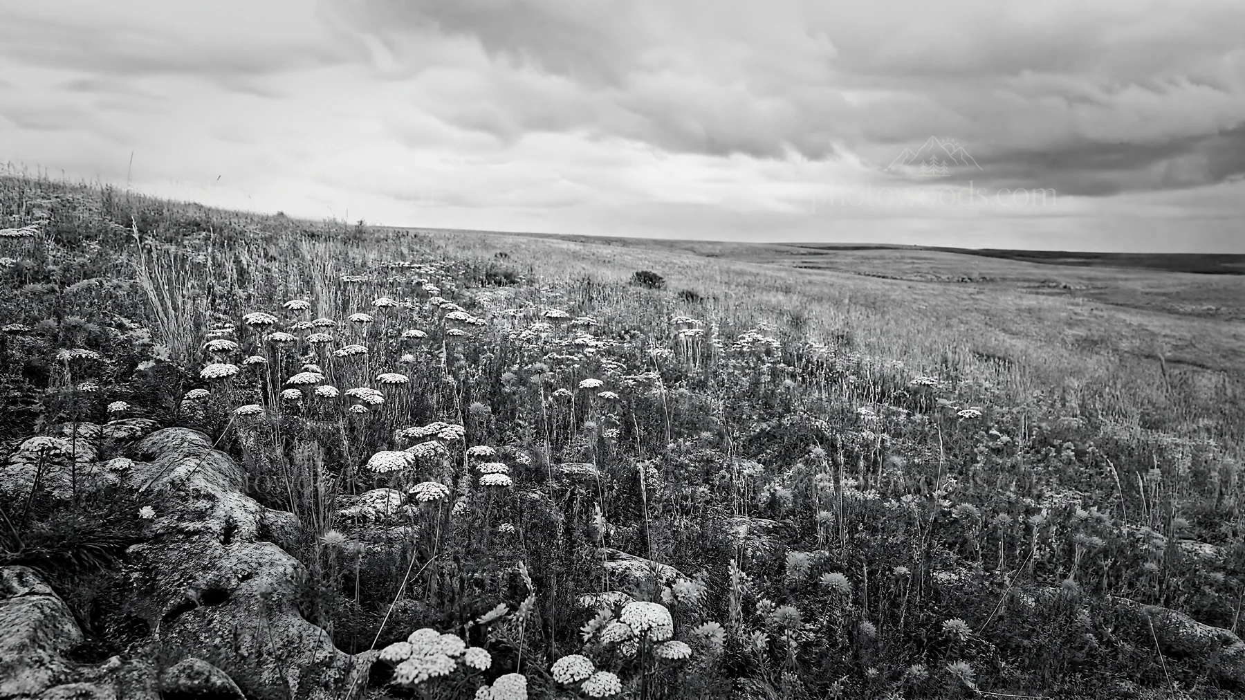 Cloudy flower meadow with dry plants on a hillside - AI-generated stock image
