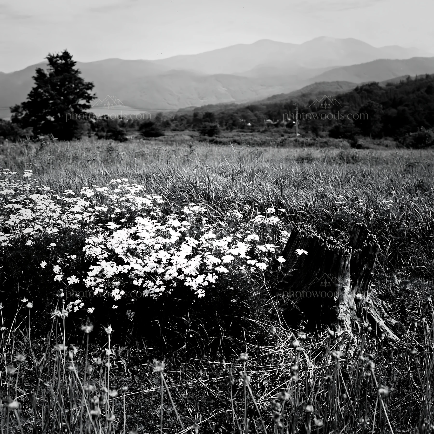 Fukushima native meadow with weathered stump and wildflowers - AI-generated stock image