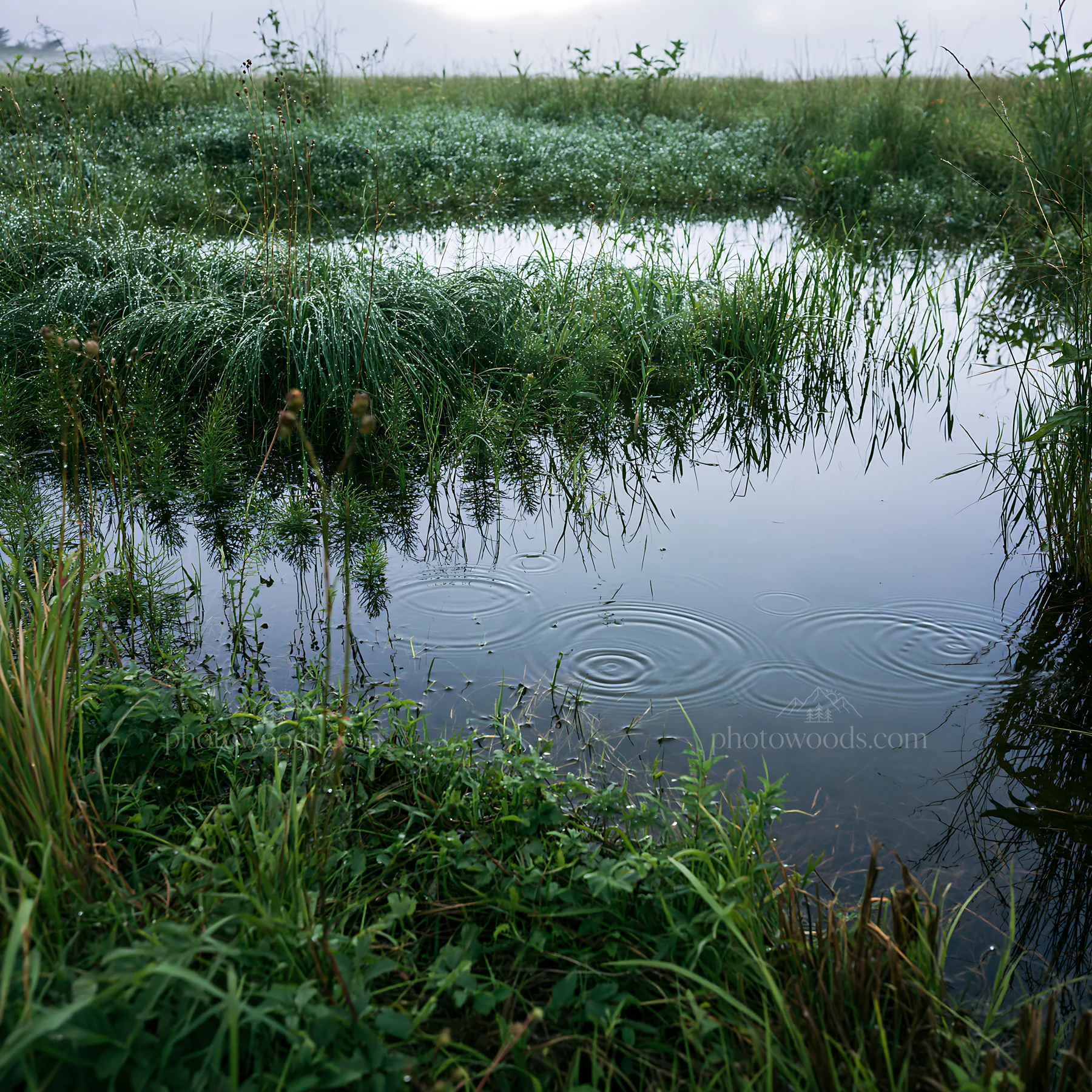 Restoration meadow in Hokkaido with dewdrops and rain - AI-generated stock image