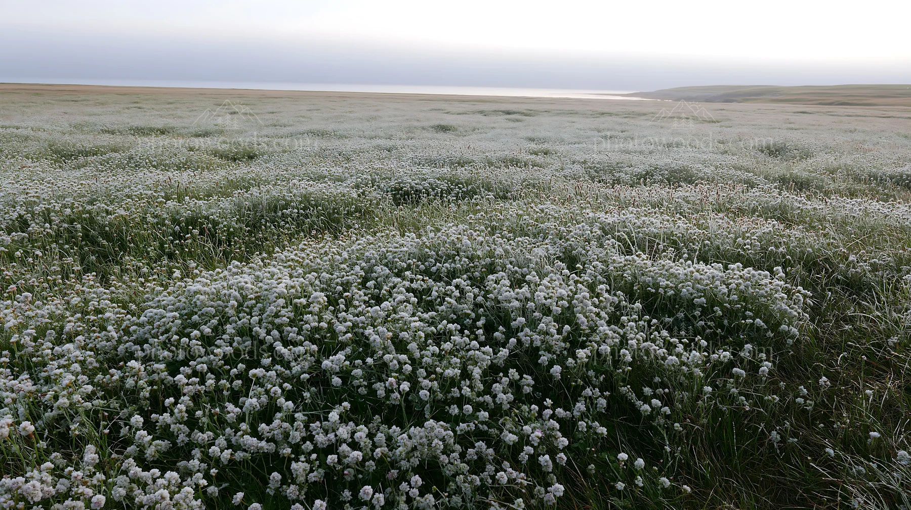 Silver dew meadow with flowers covering vast land area - AI-generated stock image