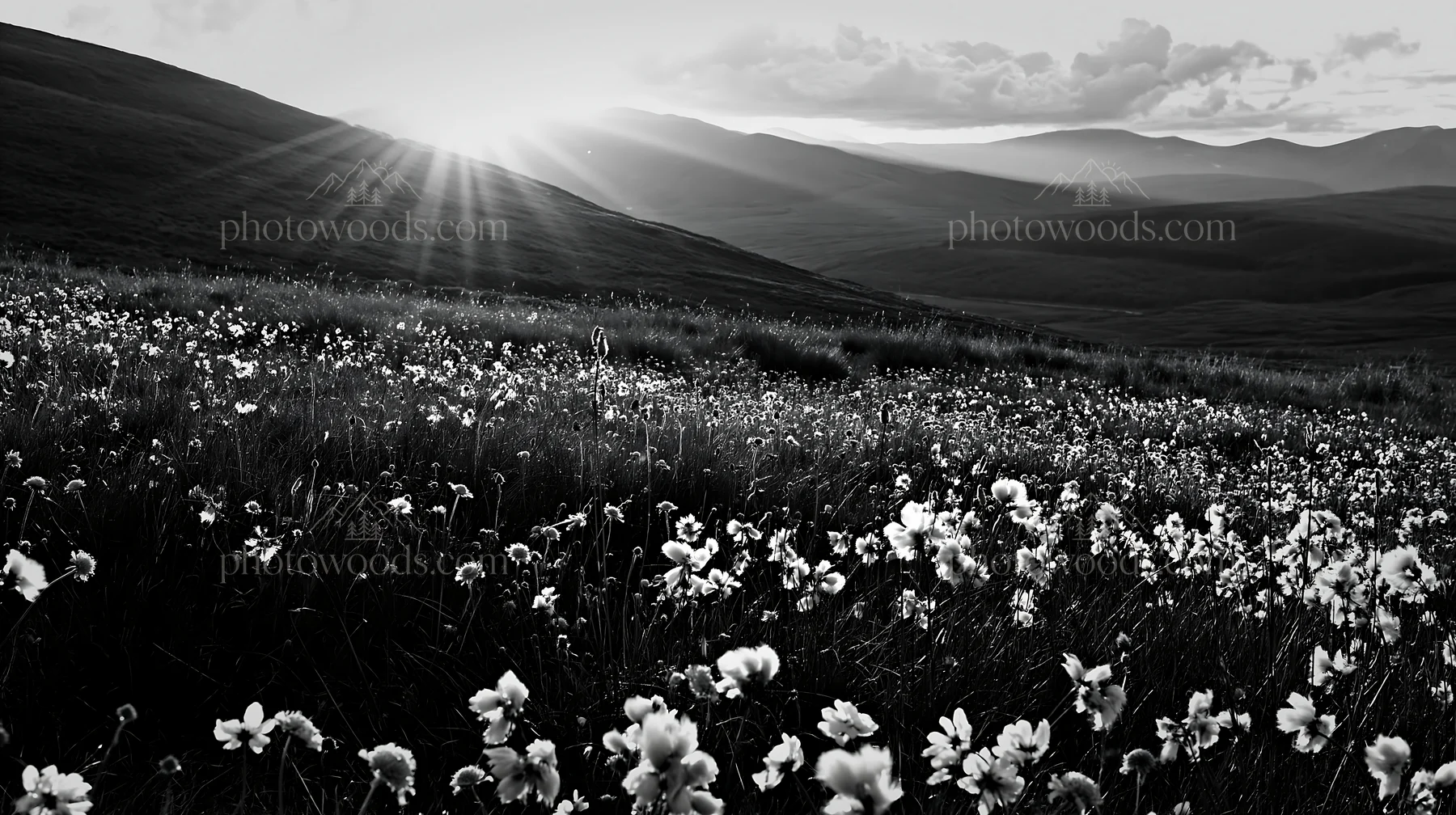 Black and white crepuscular rays shining over a flower-filled meadow - AI-generated stock image