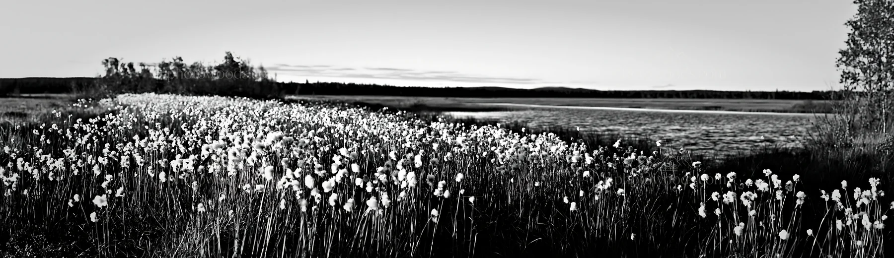 Black and white cottongrass meadow glow at sunset near a calm water body - AI-generated stock image