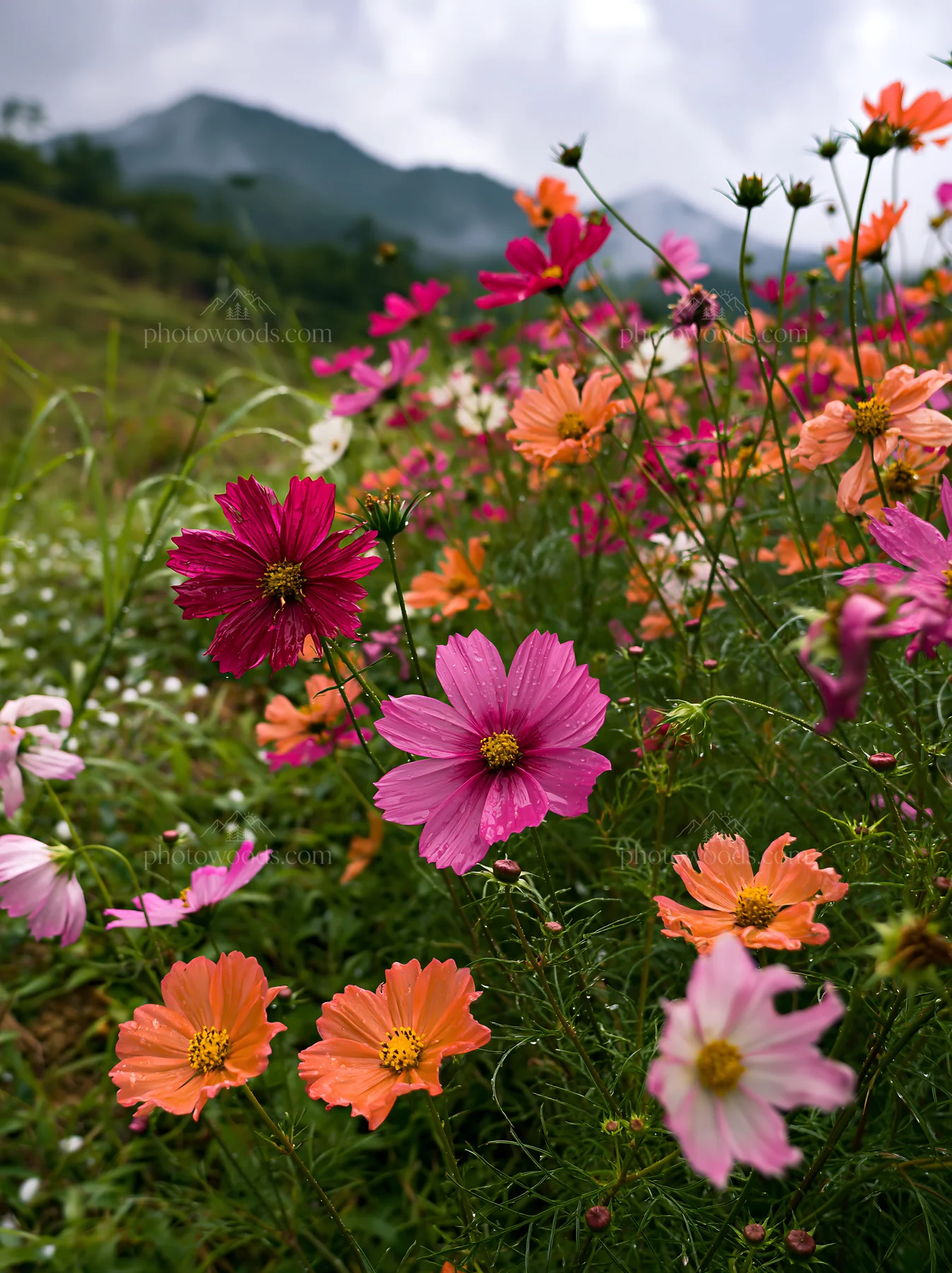 Colorful cosmos meadow filled with blooming flowers - AI-generated stock image