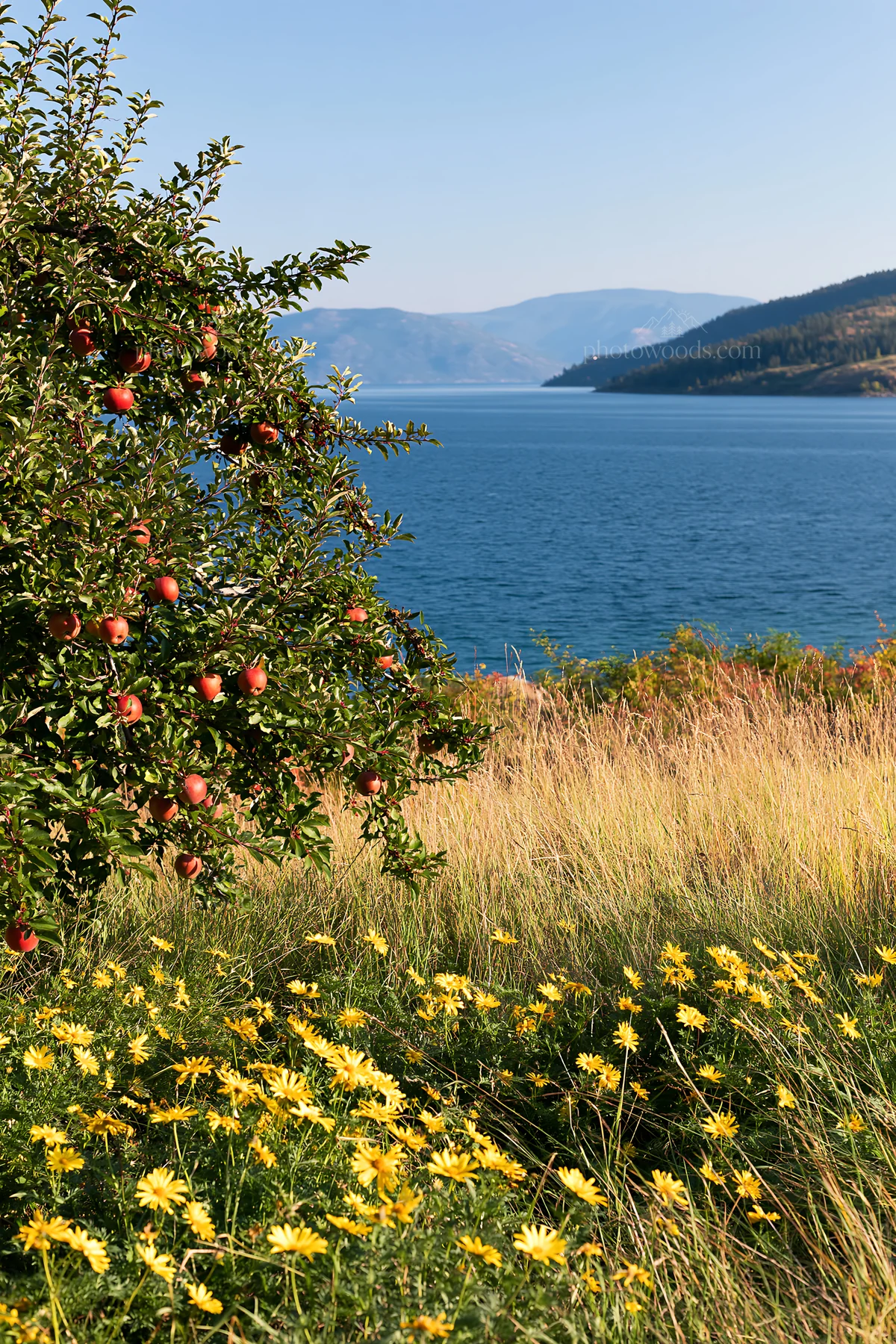 Lakeshore view with apple tree and yellow flowers - AI-generated stock image