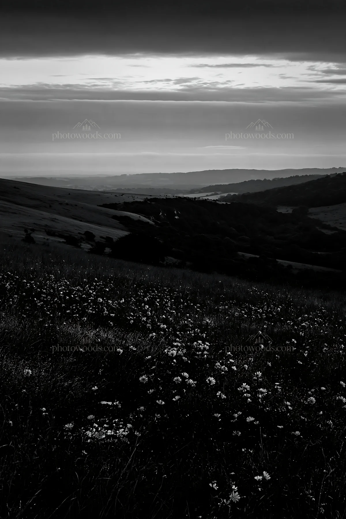 Chicory meadow at dusk with dark clouds above - AI-generated stock image