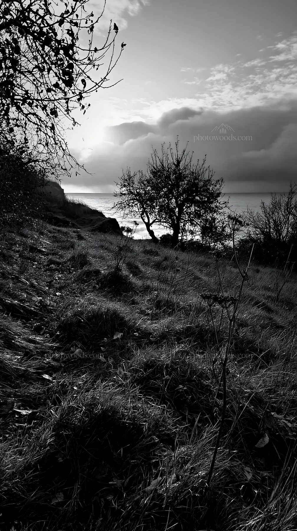 Seaside orchard meadow with trees near water - AI-generated stock image